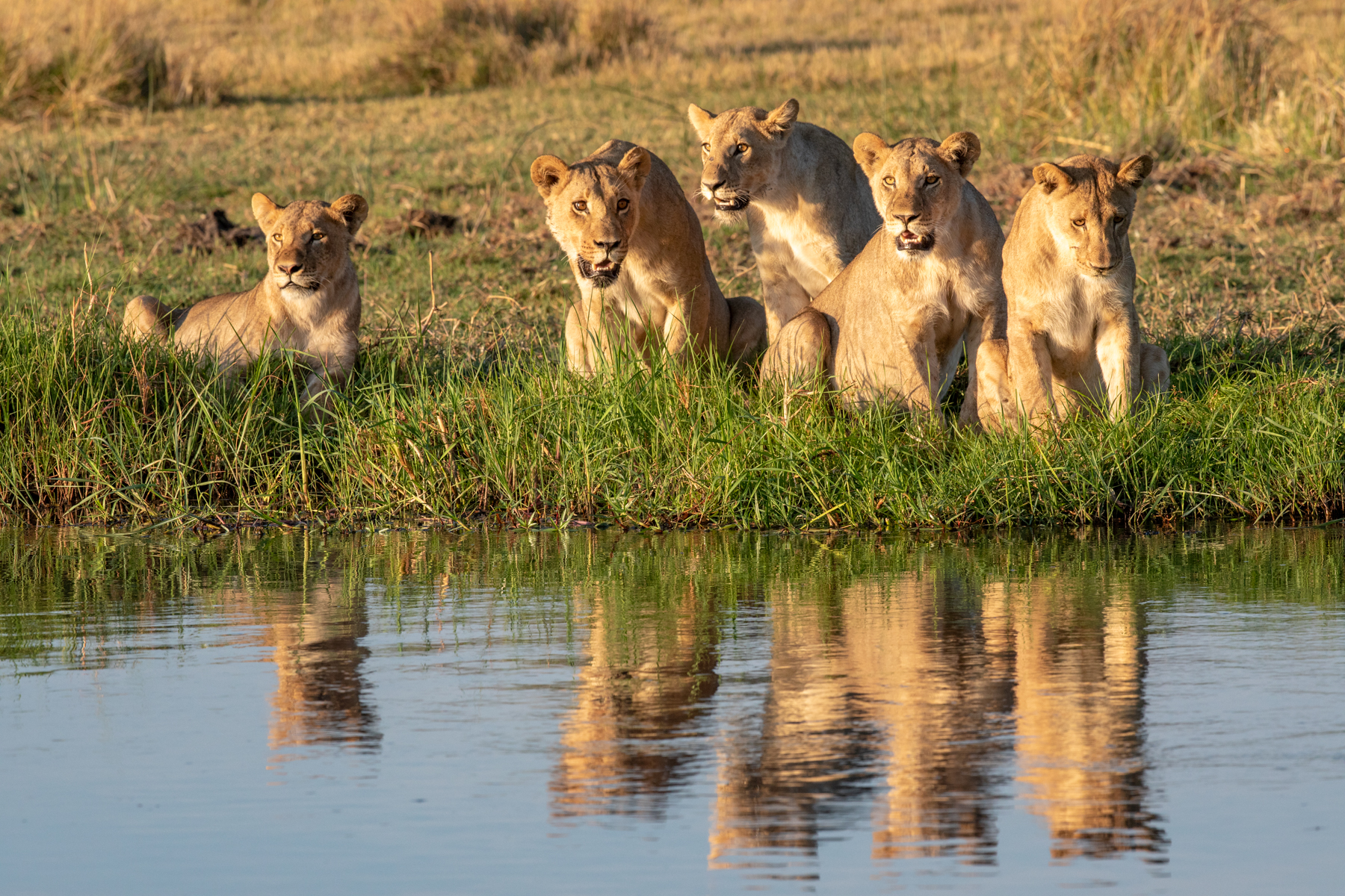 Lions at the river bank