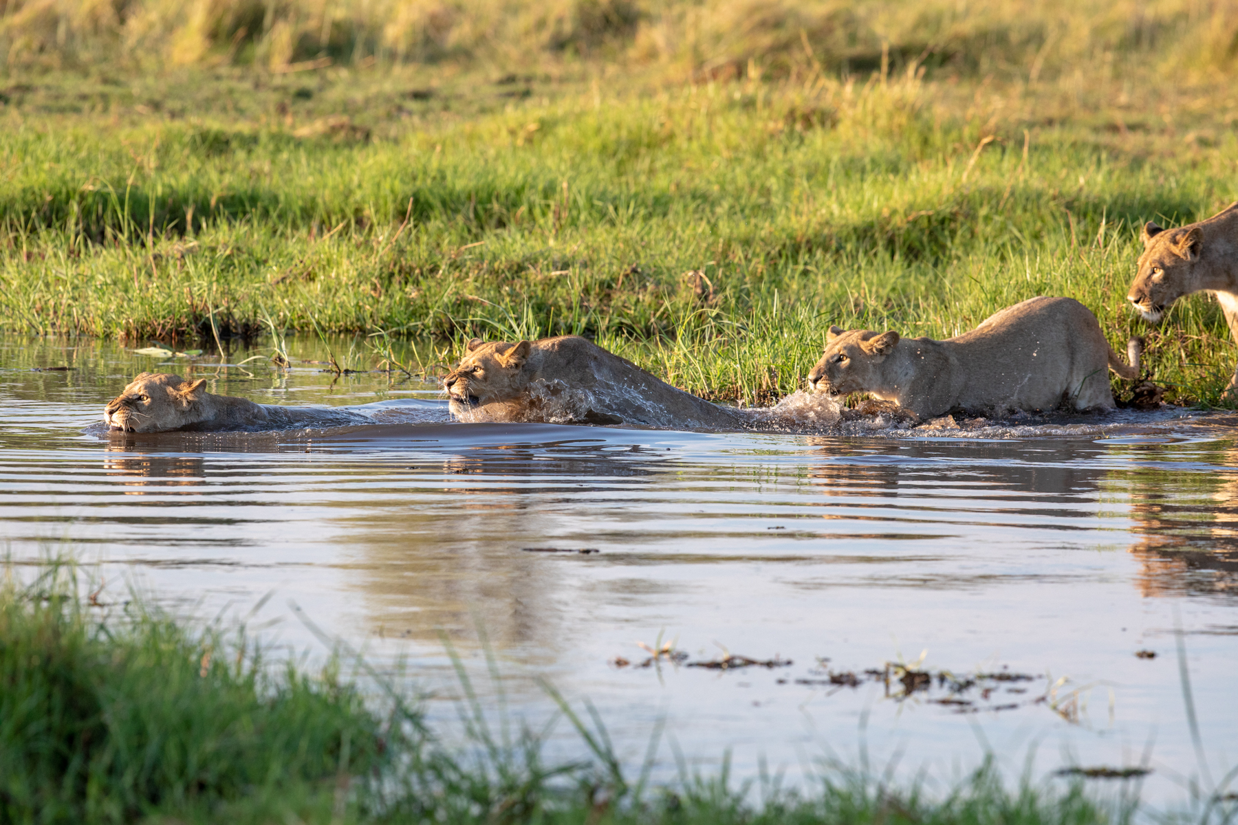 Follow my leader: lionesses crossing a river