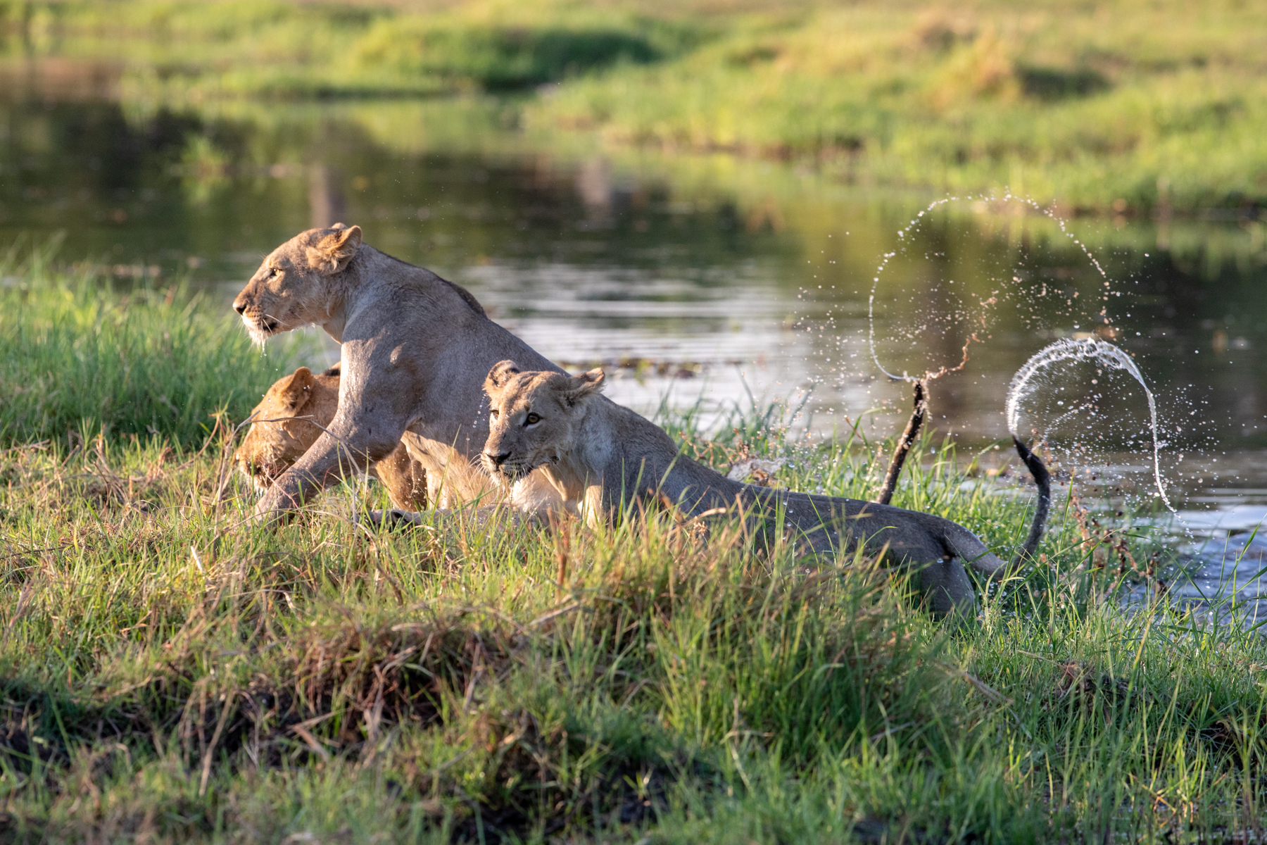 Lionesses shake off the water after a river crossing