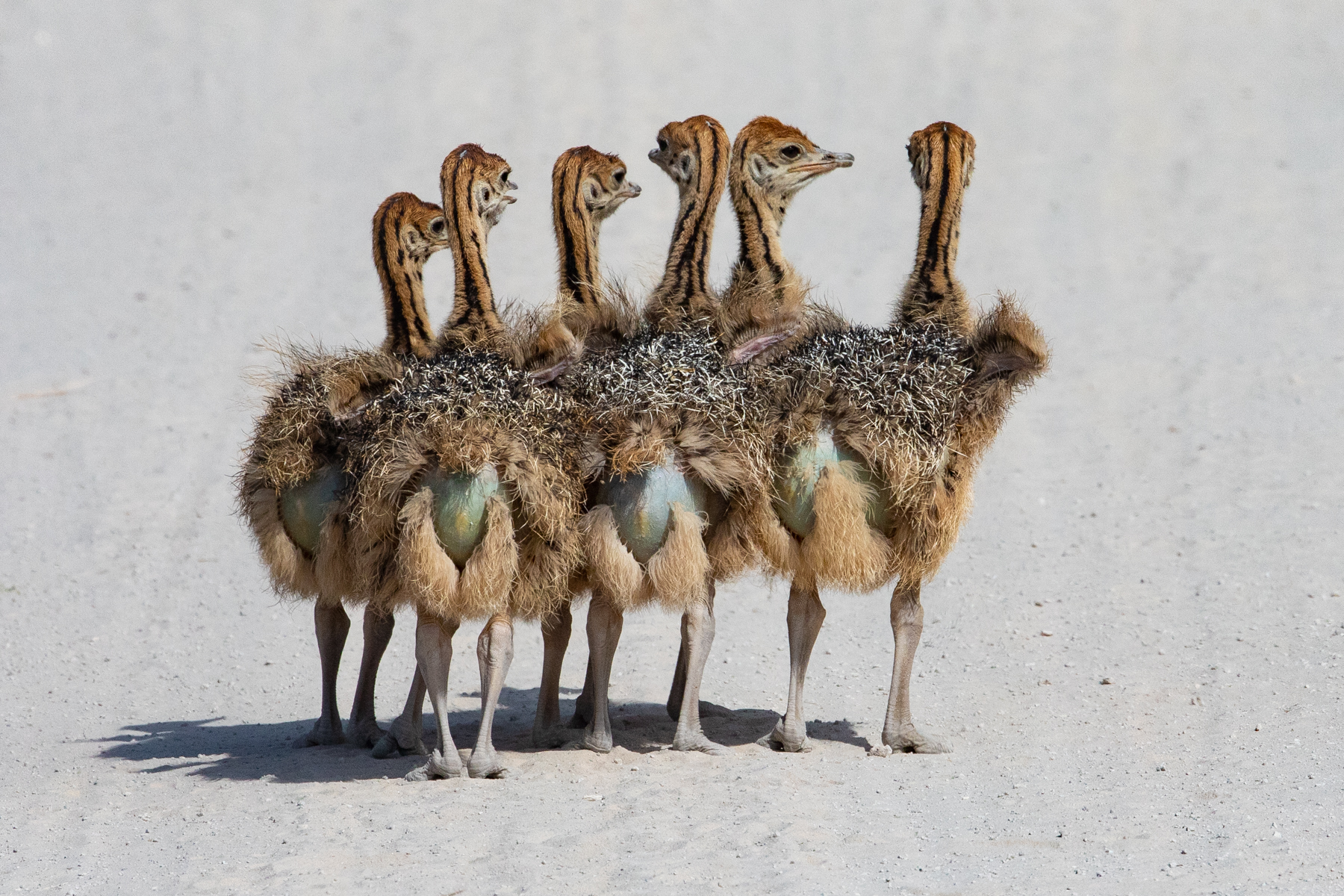A huddle of Commnon Ostrich chicks