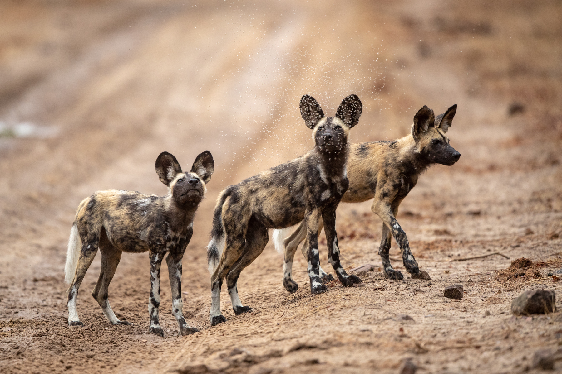 We hate those flies! Painted Wolvces (or African Wild Dogs) observe their tormentors