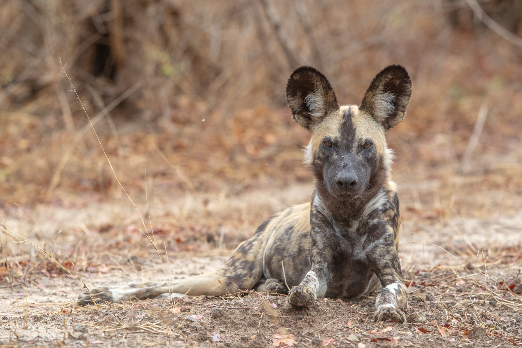 A Painted Wolf in Botswana, surely the best place to see this sought-after predator (or African Wild Dog)