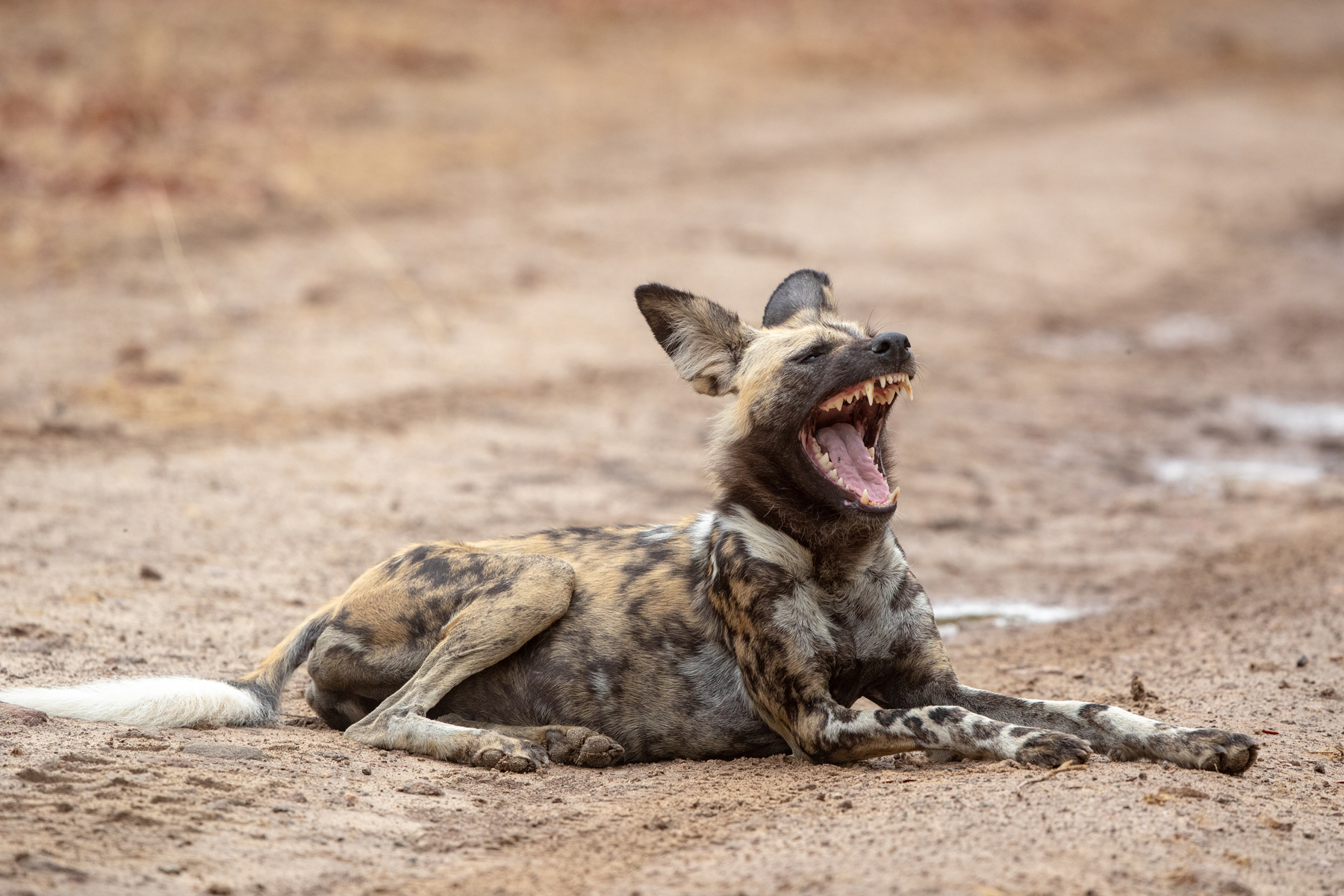 The Painted Wolf (or African Wild Dog) is a fearsome predator