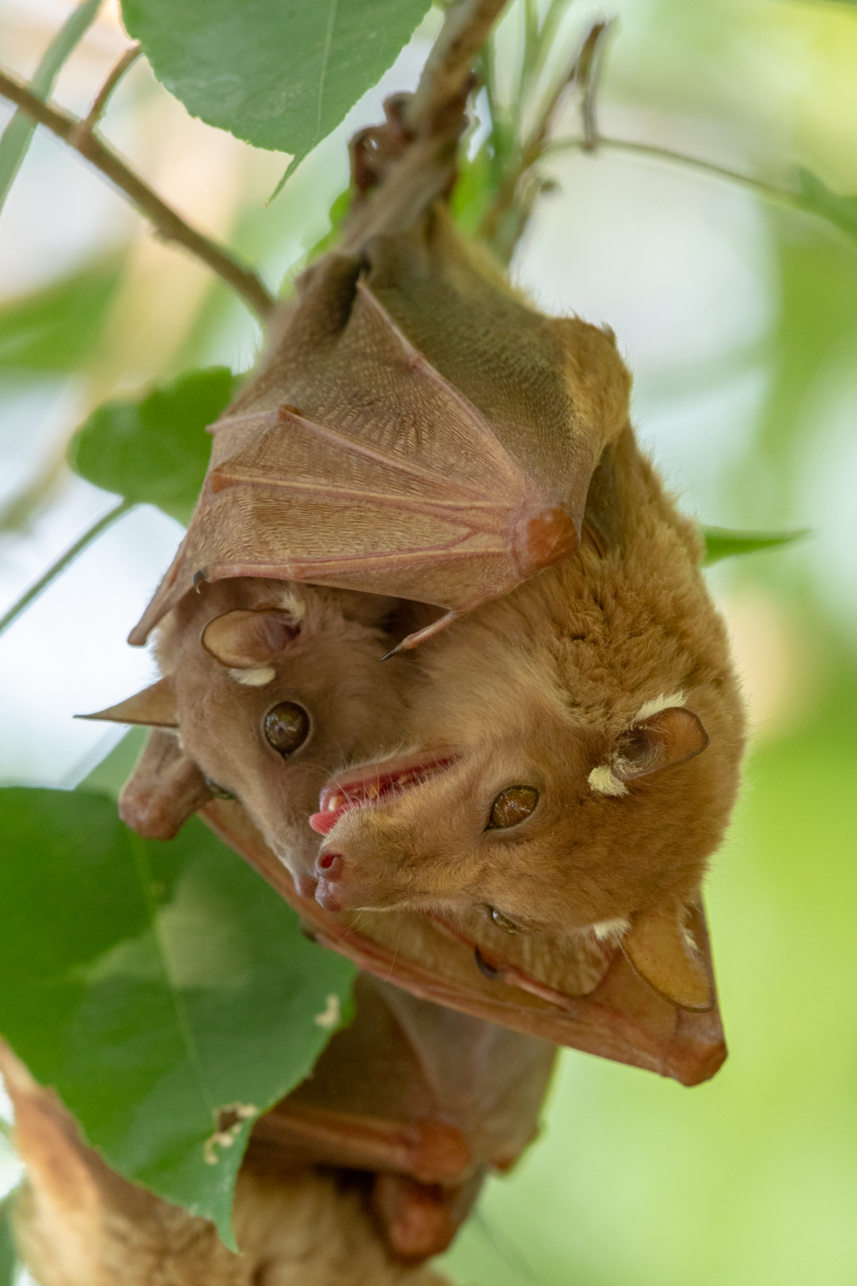 A Peters's Epauletted Fruit Bat mother cradles her baby with her wings