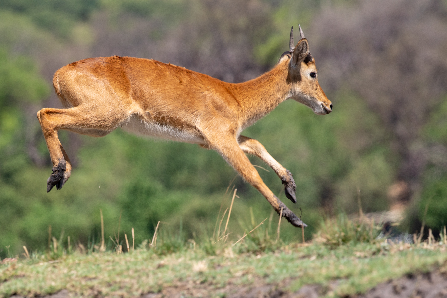 The Puku is an uncommon, restricted-range antelope of flood plains in Botswana and some neighbouring countries