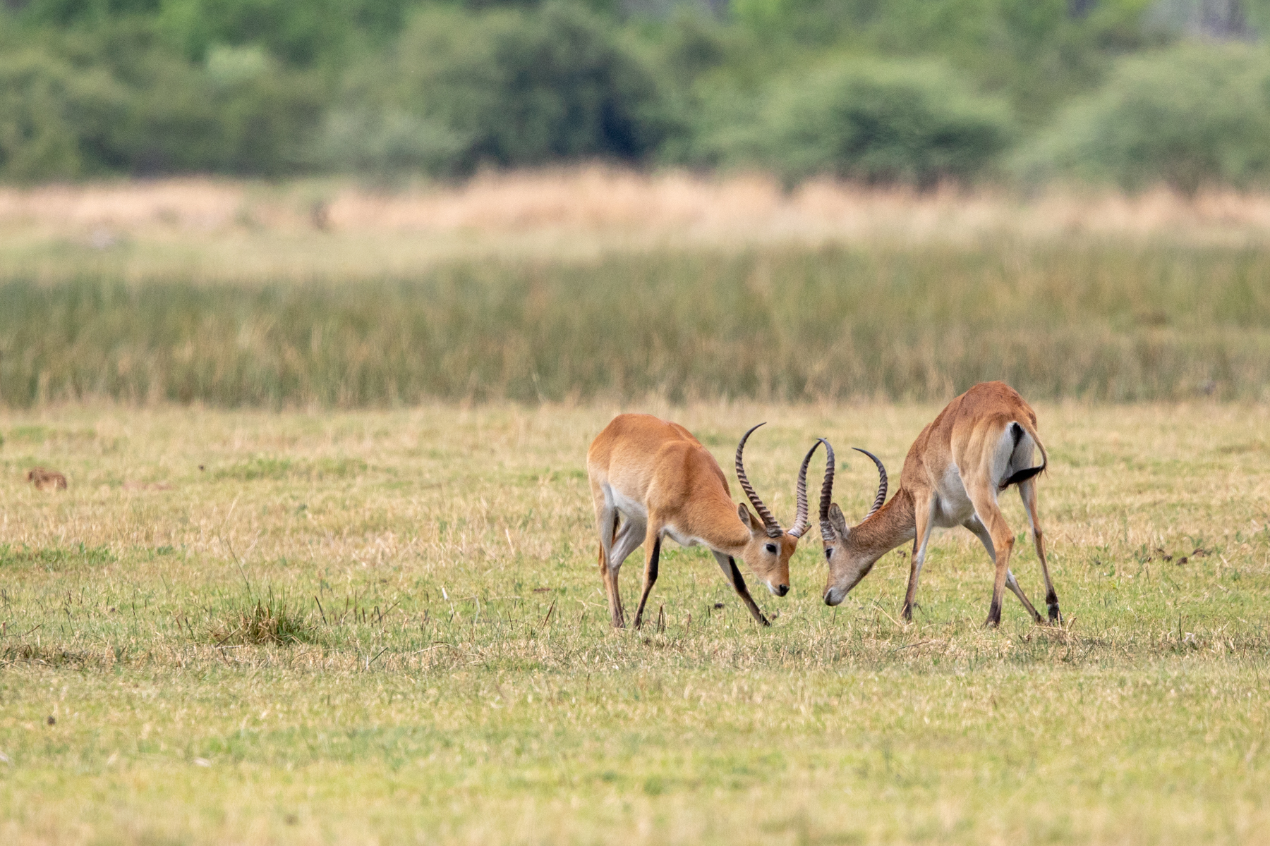 Male Red Lechwes sparring. Red Lechwe's are an antelope of seasonally-flooded grasslands bordering swamps