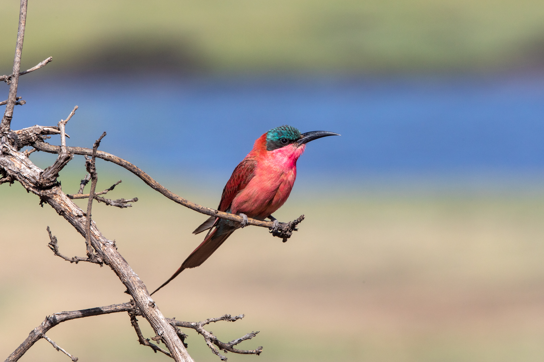 The dazzling Southern Carmine Bee-eater at the Chobe River, Botswana