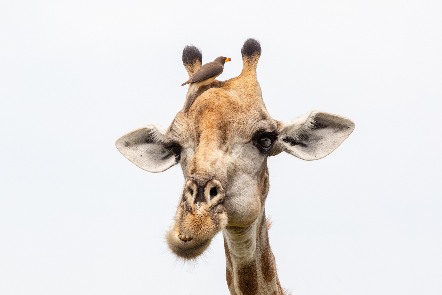Oxpeckers are so annoying! Southern Giraffe and Yellow-billed Oxpecker on our Botswana safari