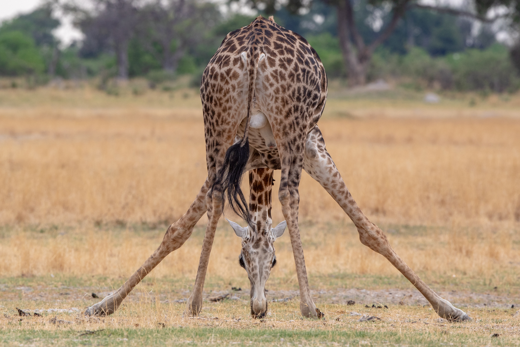 There are few things stranger than a giraffe feeding from the ground. This is a Southern Giraffe in Botswana