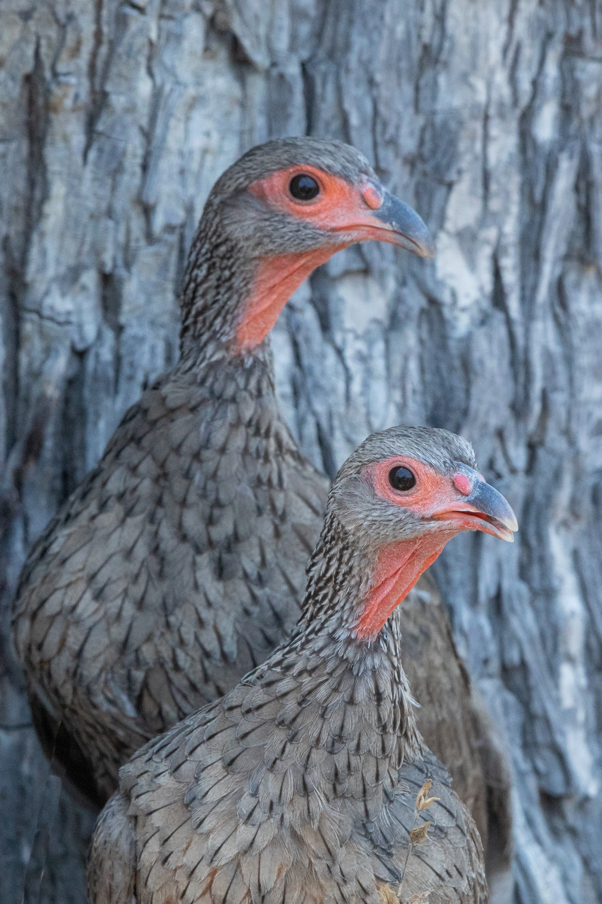Portrait of a pair of Swainson's Francolins in Botswana