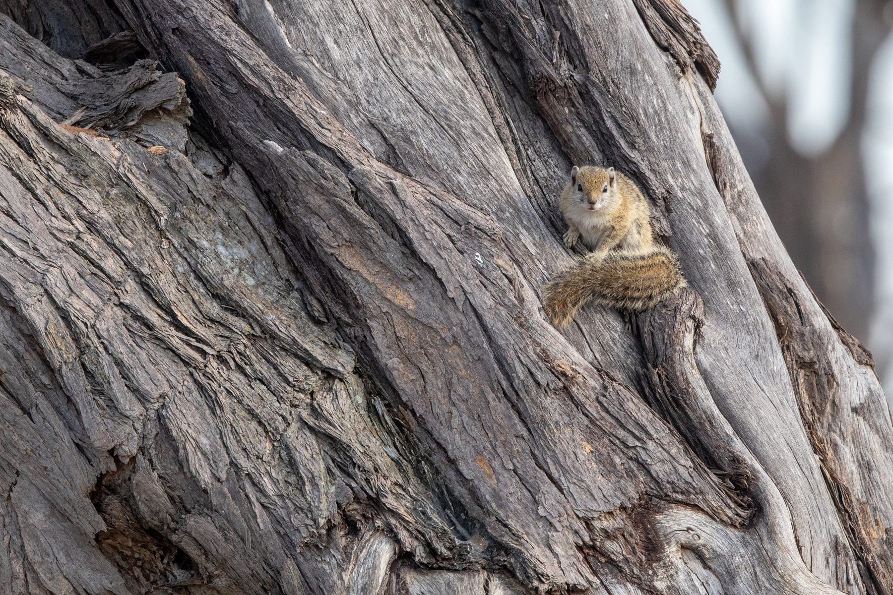 A Tree Squirrel in its world of bark