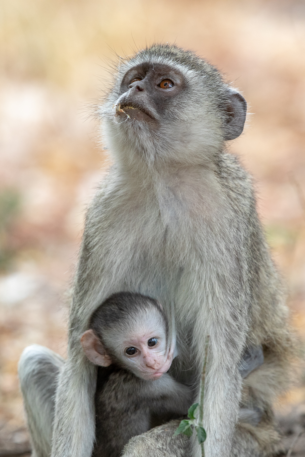 Vervet Monkey mother and baby on the Wild Imnages Botswana tour with Mark Beaman