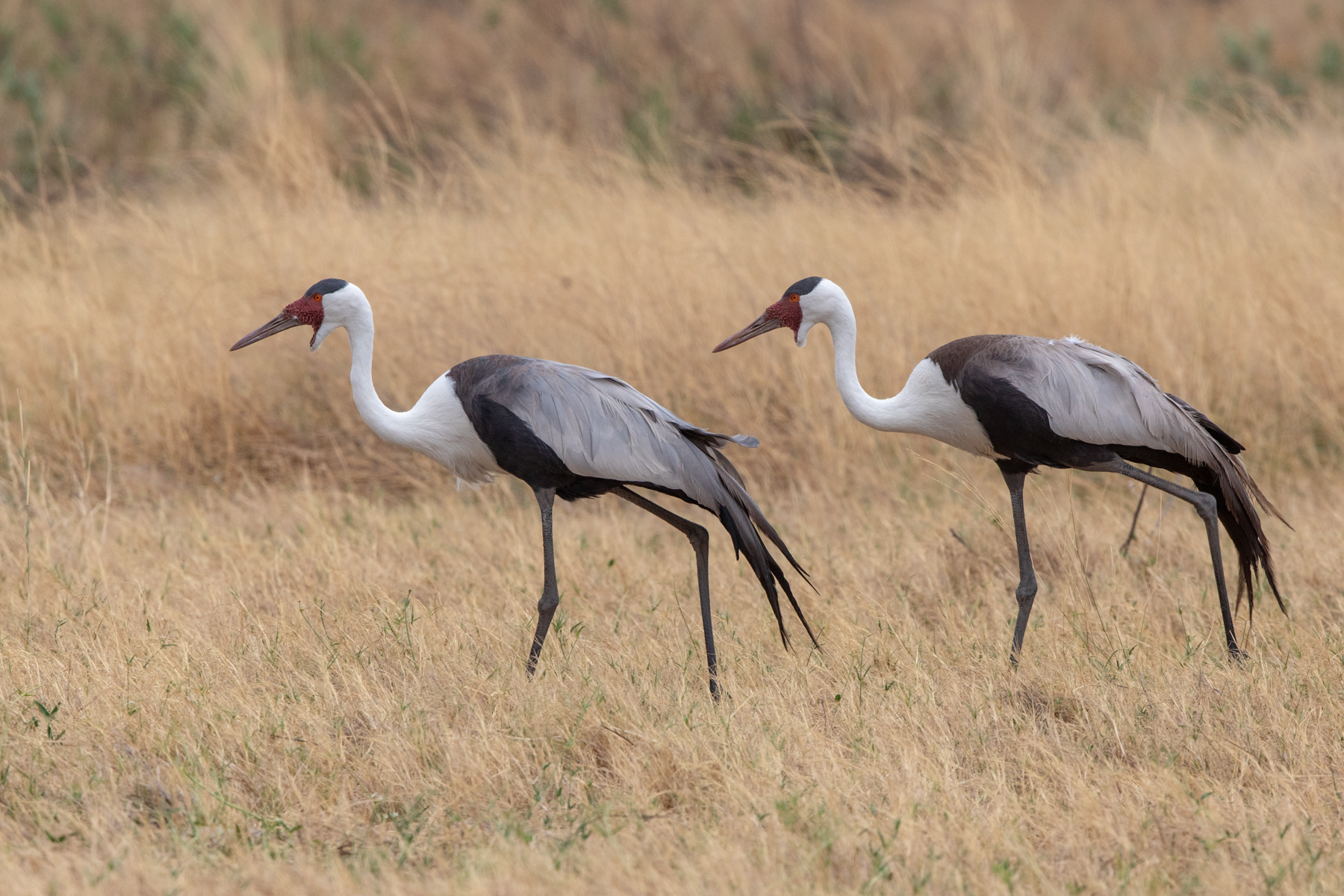 A pair of elegant but endangered Wattled Cranes in Moremi Game Reserve at the edge of Botswana's Okavango Delta