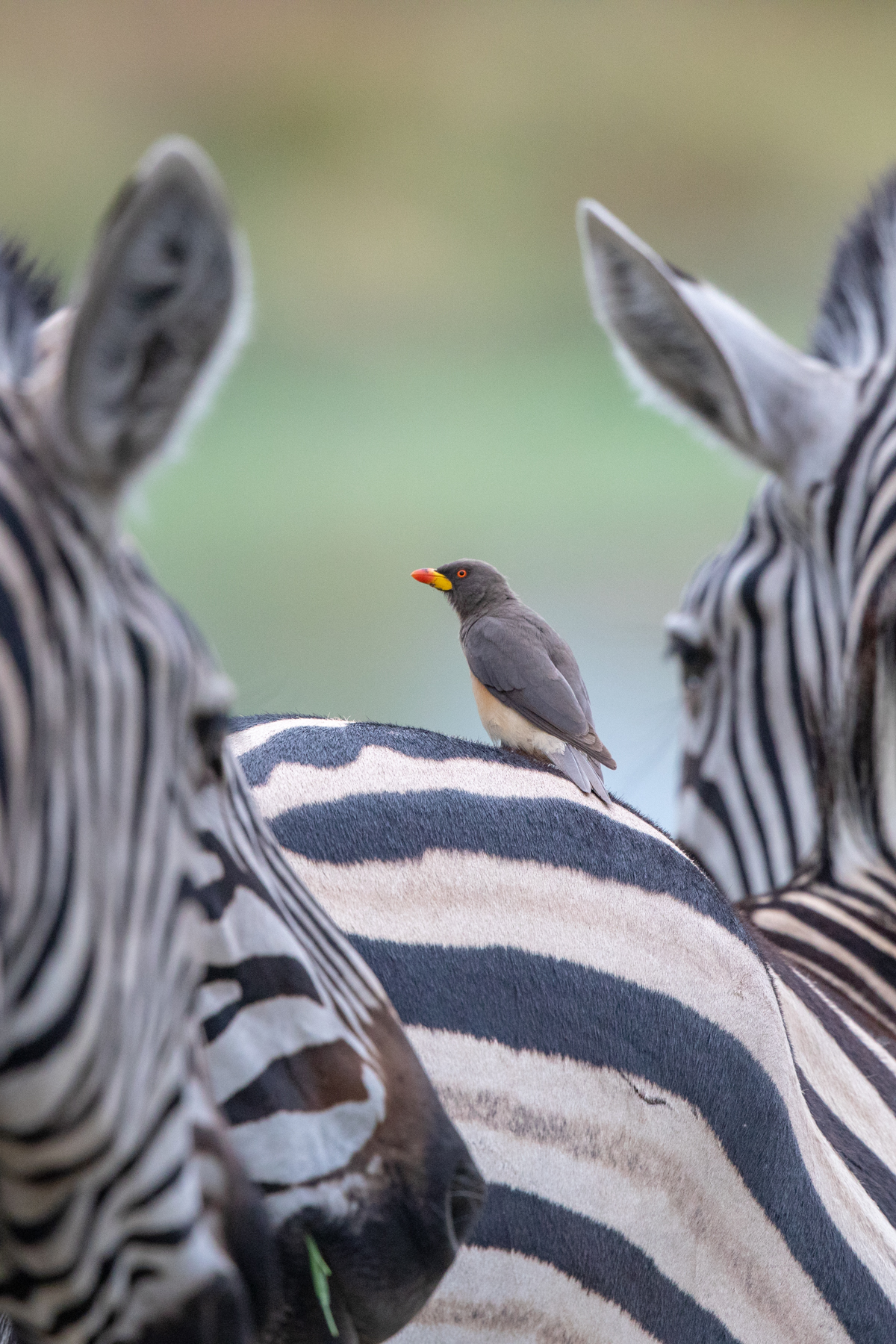 A Yellow-billed Oxpecker perches on the rump of a Common Zebra in Botswana