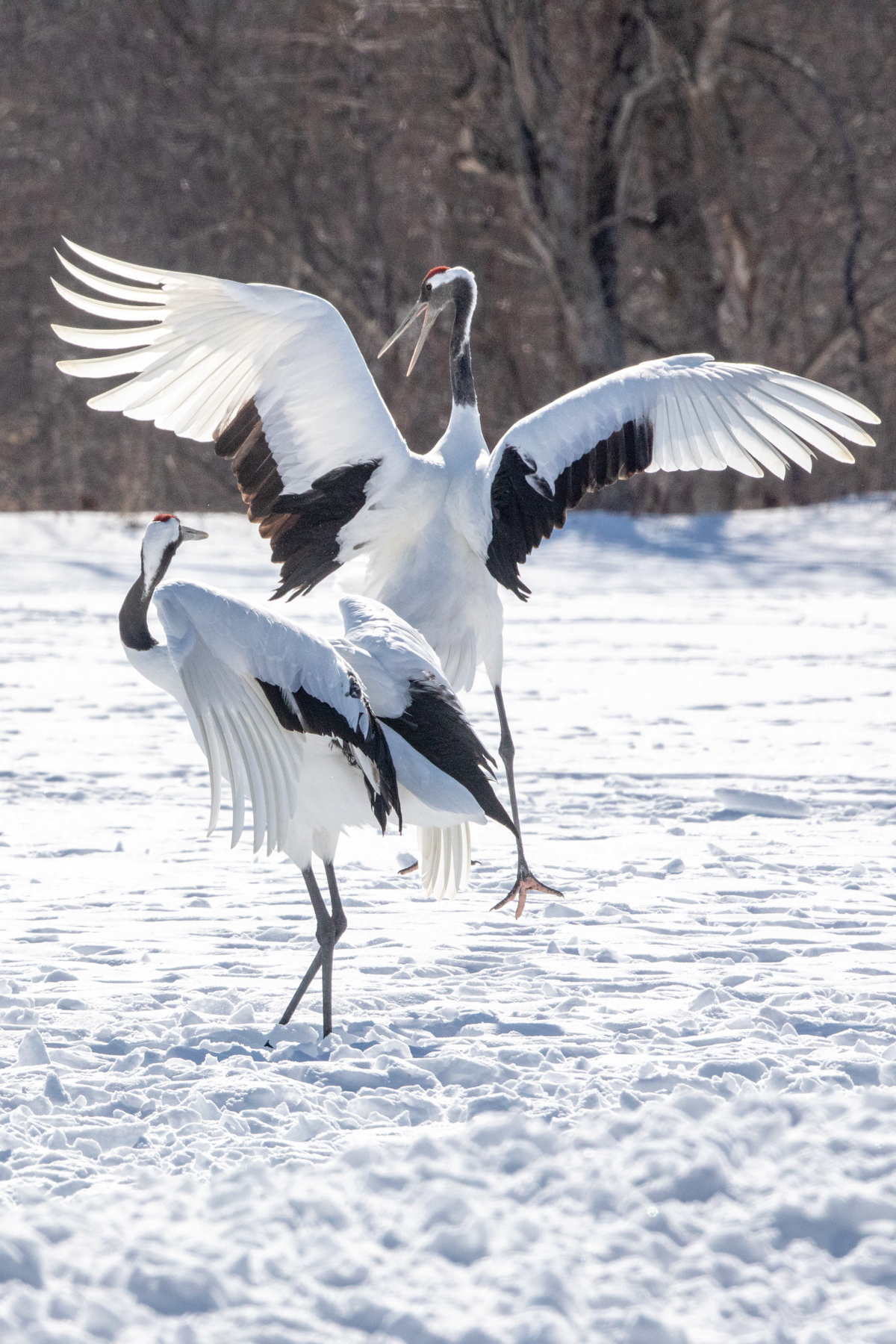 Wild Images Photography Tours | Japan Wildlife Photography Tours ...