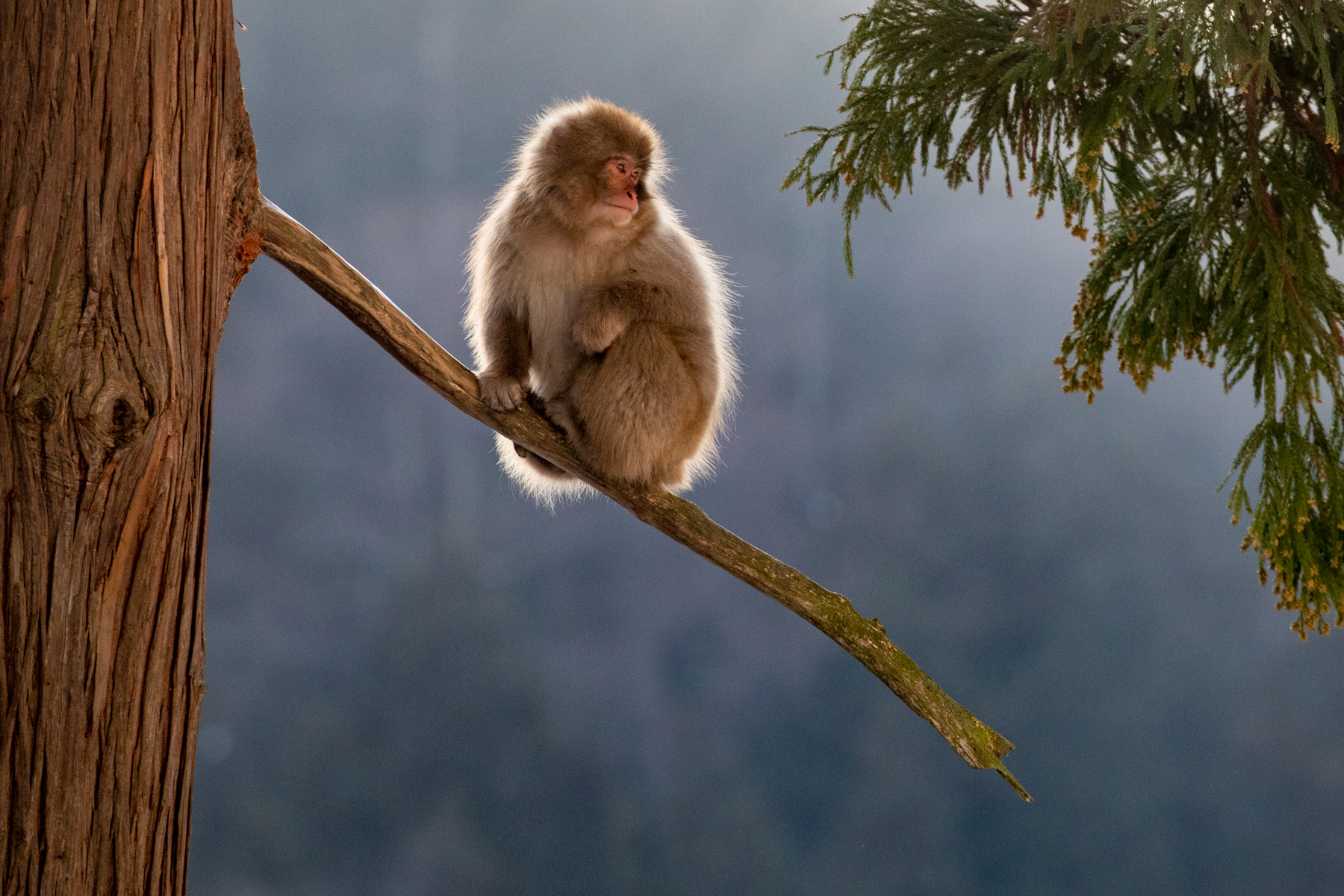 A backlit Snow Monkey near sunset (image by Mark Beaman)