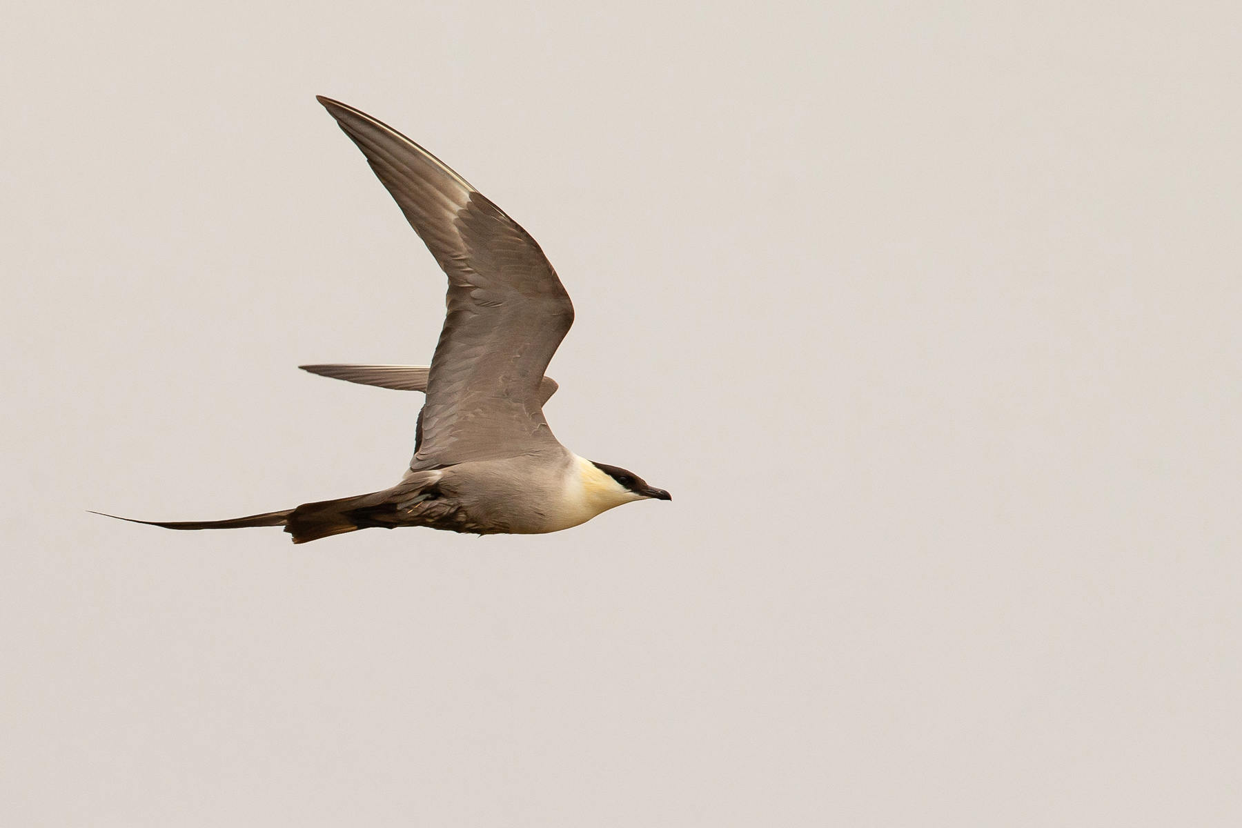 Iceland Wildlife Photography Tour - Iceland Nature & Landscapes