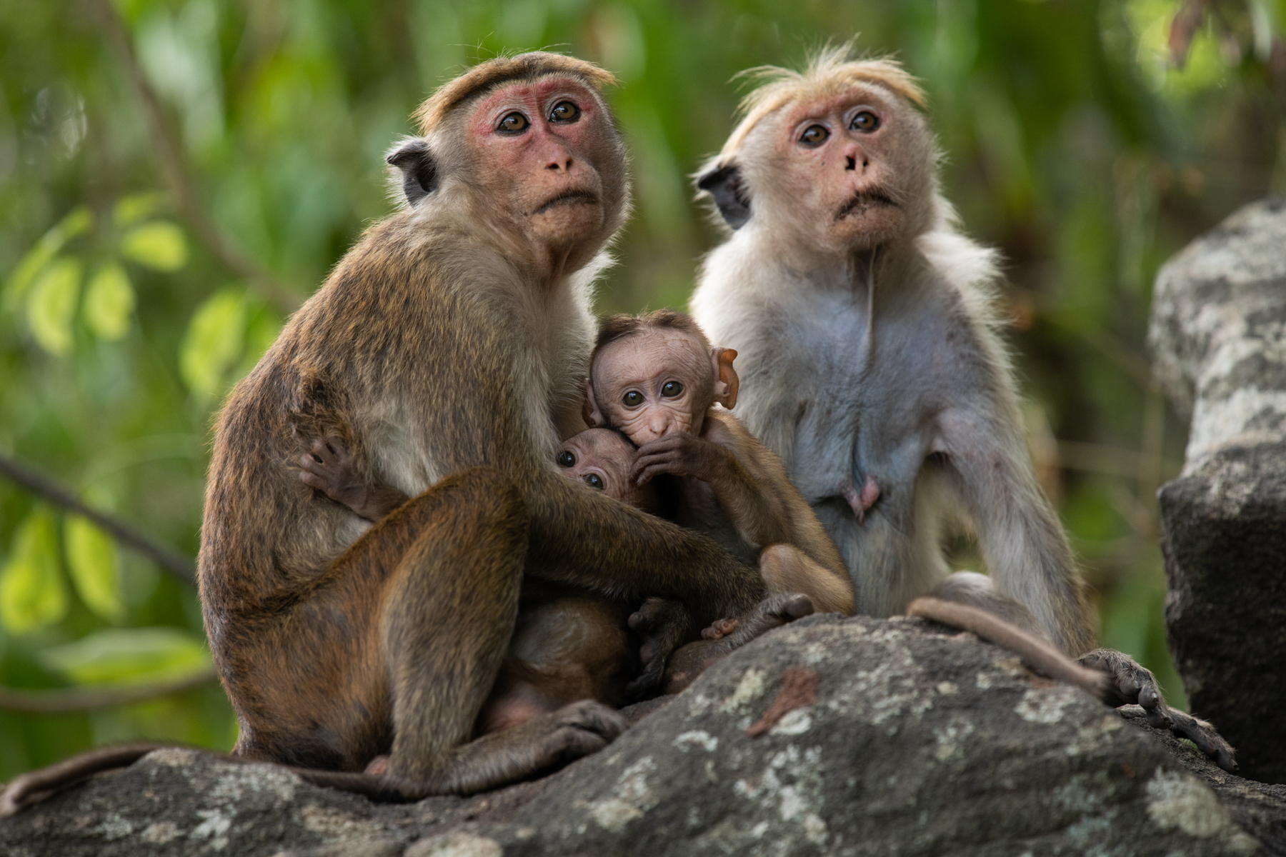 Sri Lanka Wildlife Photography Tour Report 2019 - Wild Images ...