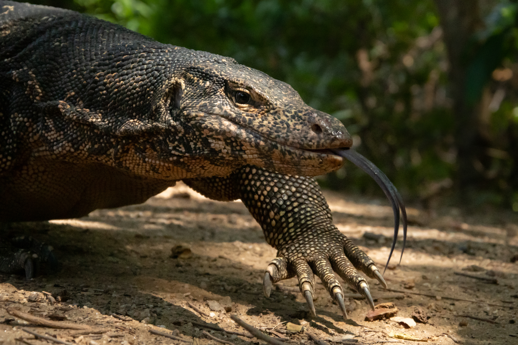 Sri Lanka Wildlife Photography Tour Report 2019 - Wild Images ...