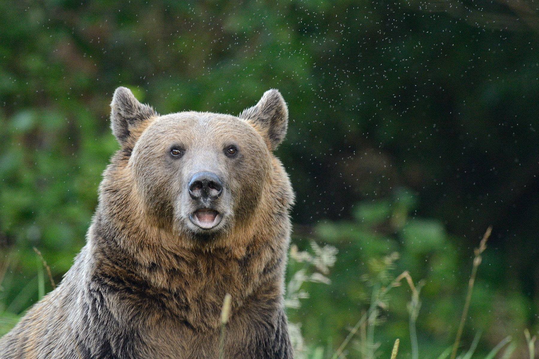 Transylvania Bear Photography Tours - Romania Wildlife Photography