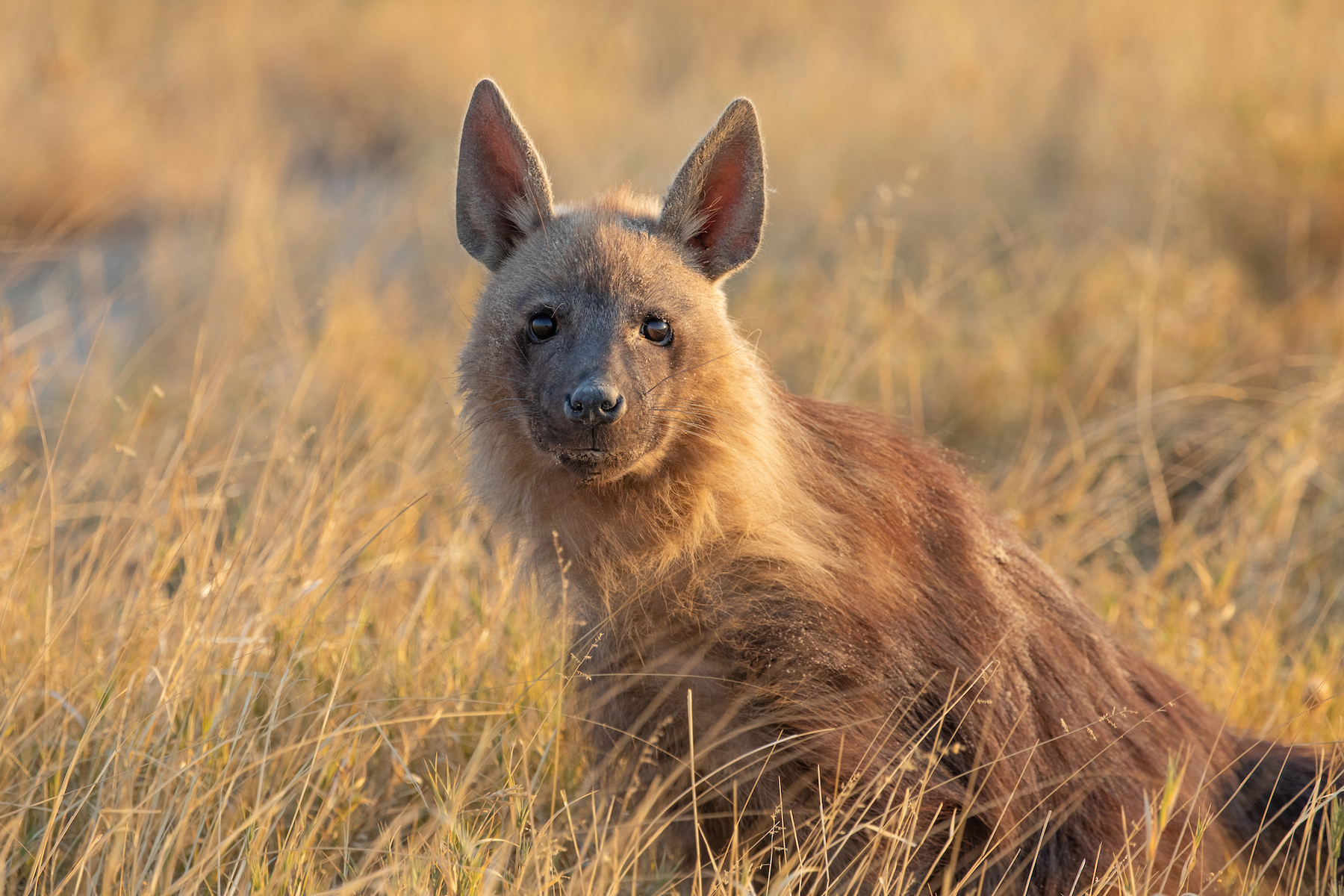 Spending time with Brown Hyenas is a highlight of our wildlife photography tour to Botswana