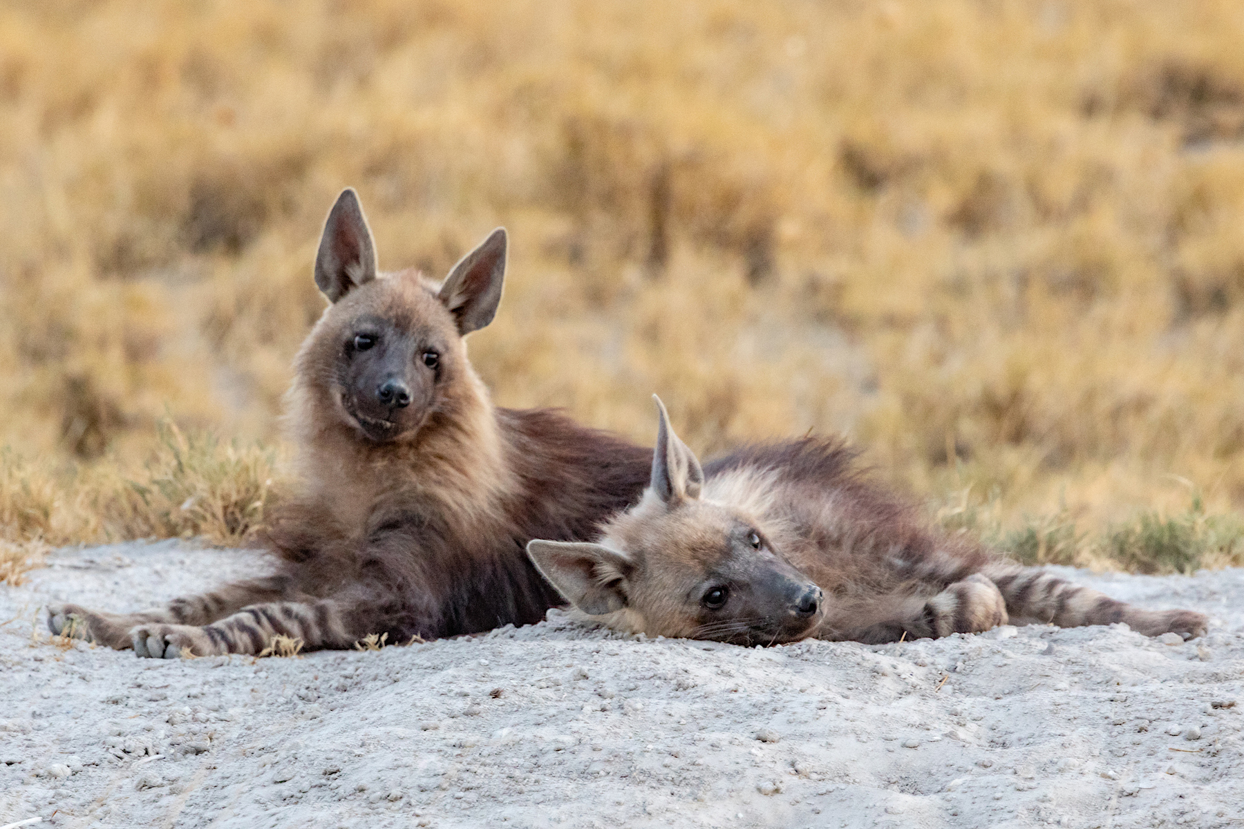 Brown Hyena photography on our wildlife photography tour to Botswana
