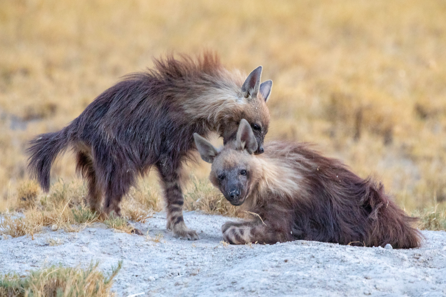 Beautiful Brown Hyenas are incredible photography subjects in the Makgadikgadi clay pans of Botswana