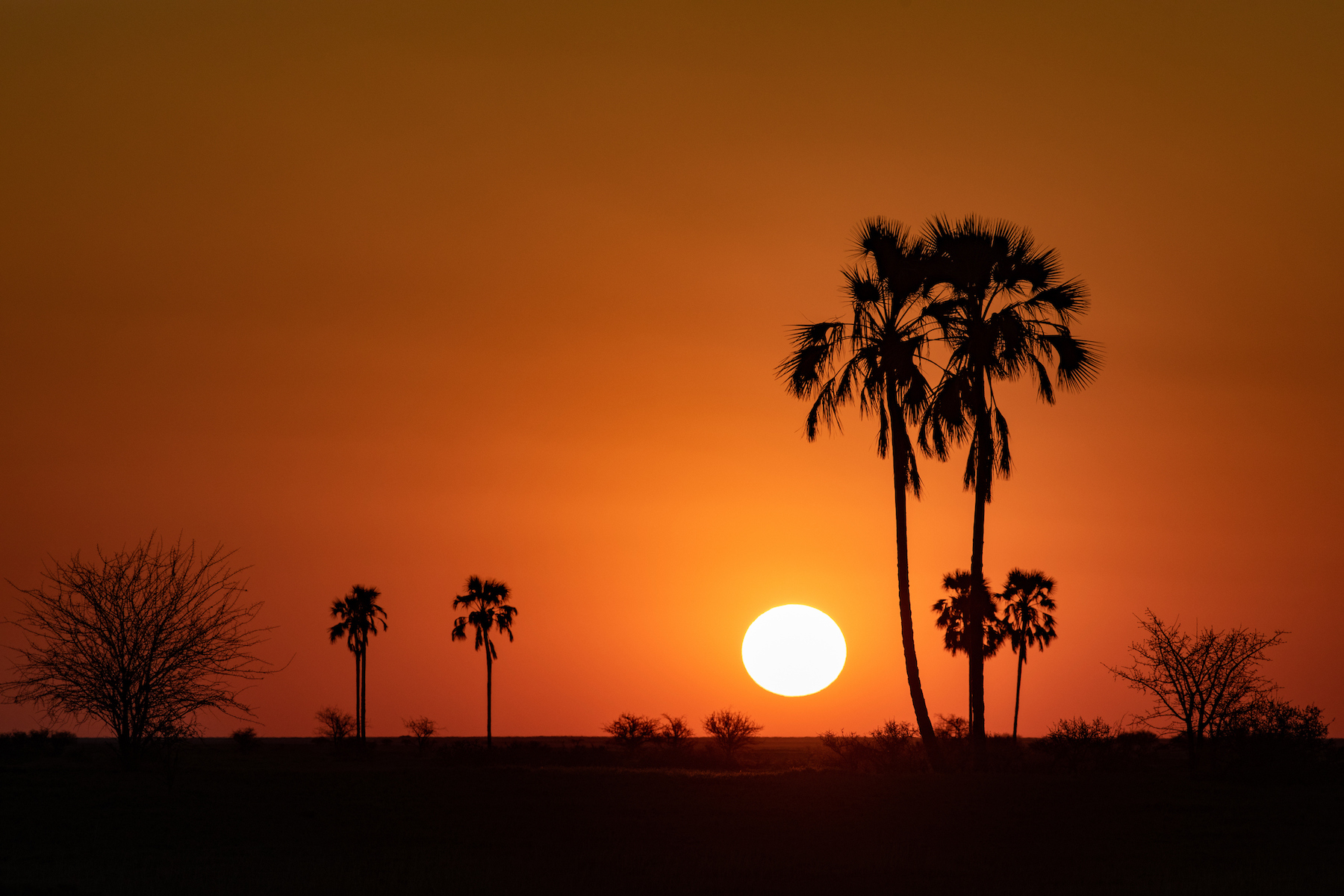 Makalani palm sunset in Botswana
