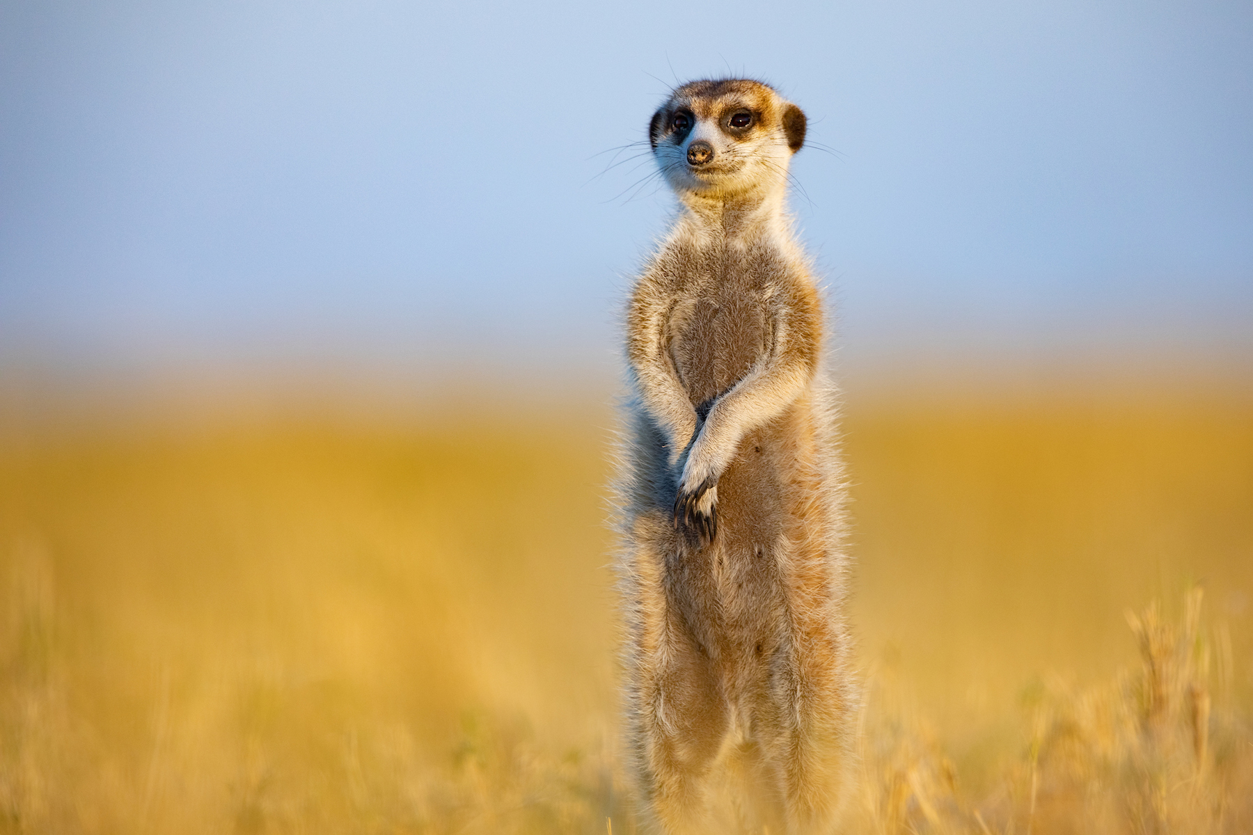 A beautiful meerkat watches over us in Botswana