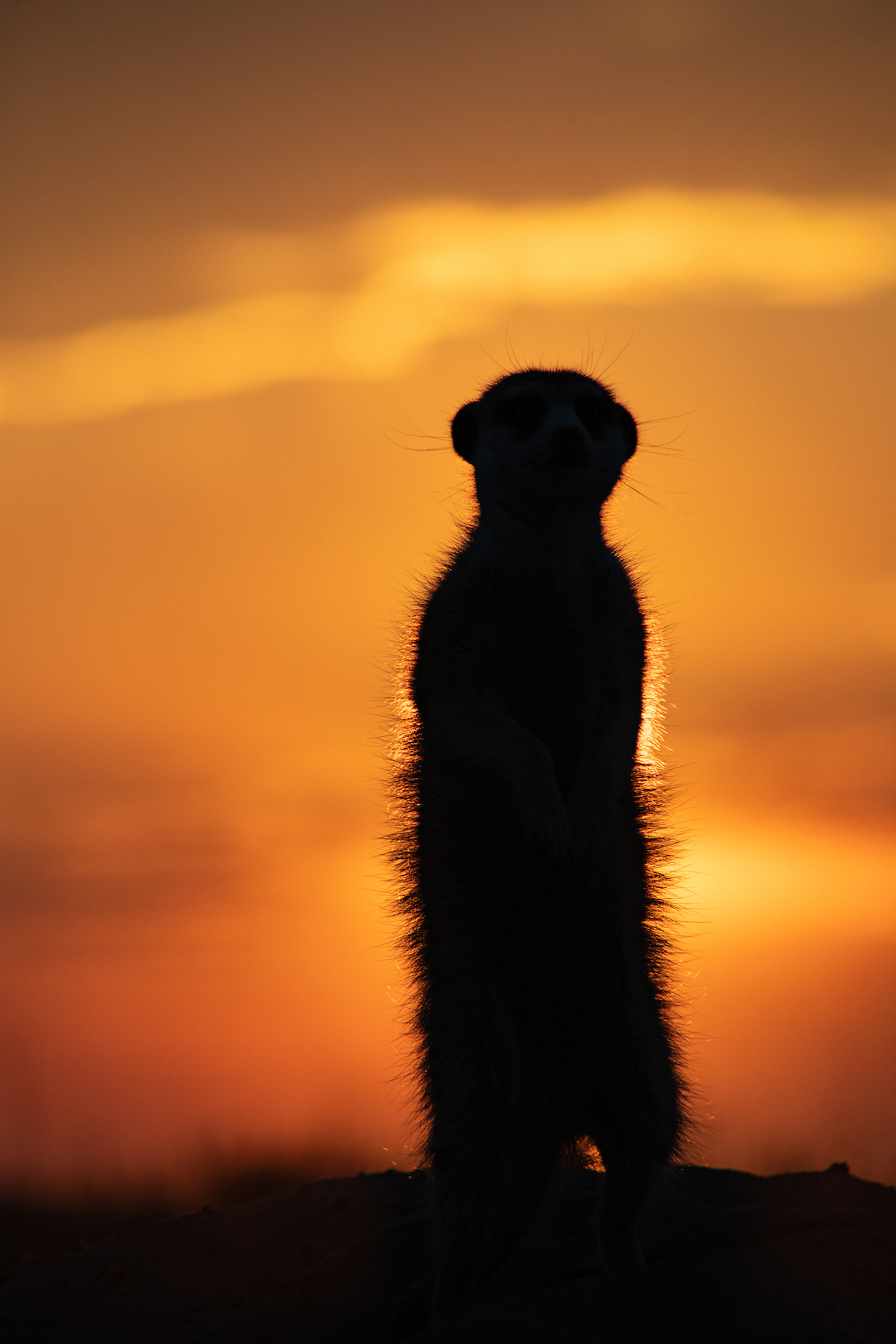 Sunrise Meerkat photography on our wildlife photography tour of Botswana