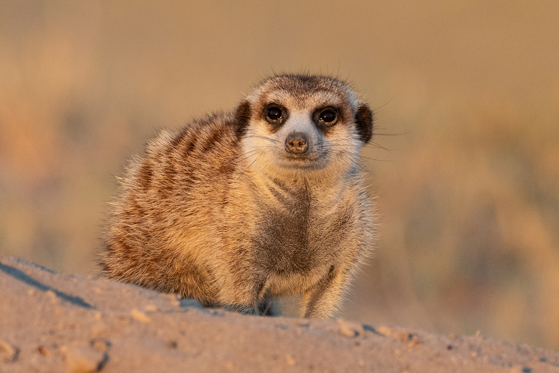 Meerkat photography in Botswana with Wild Images photo tours