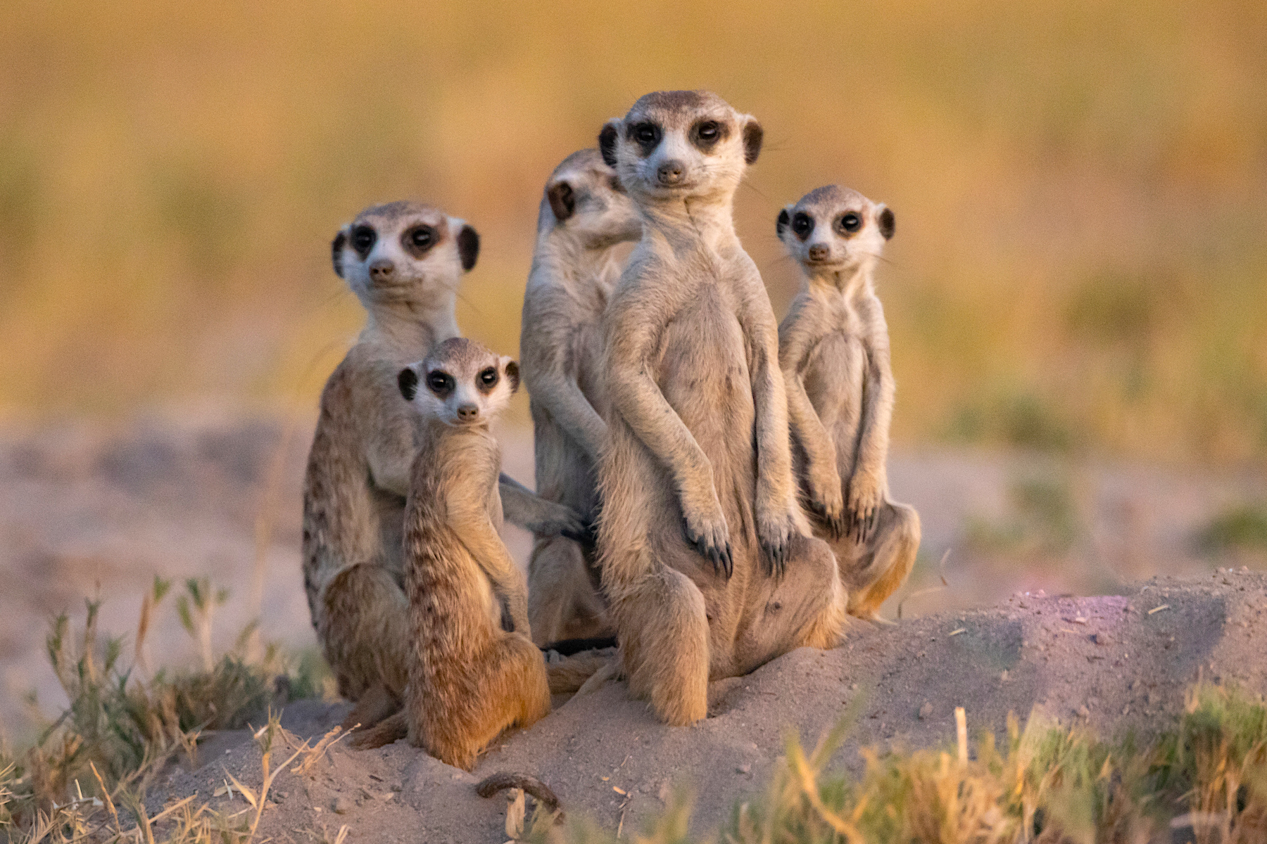 Meet the world's tamest Meerkats on our Botswana wildlife photography tour