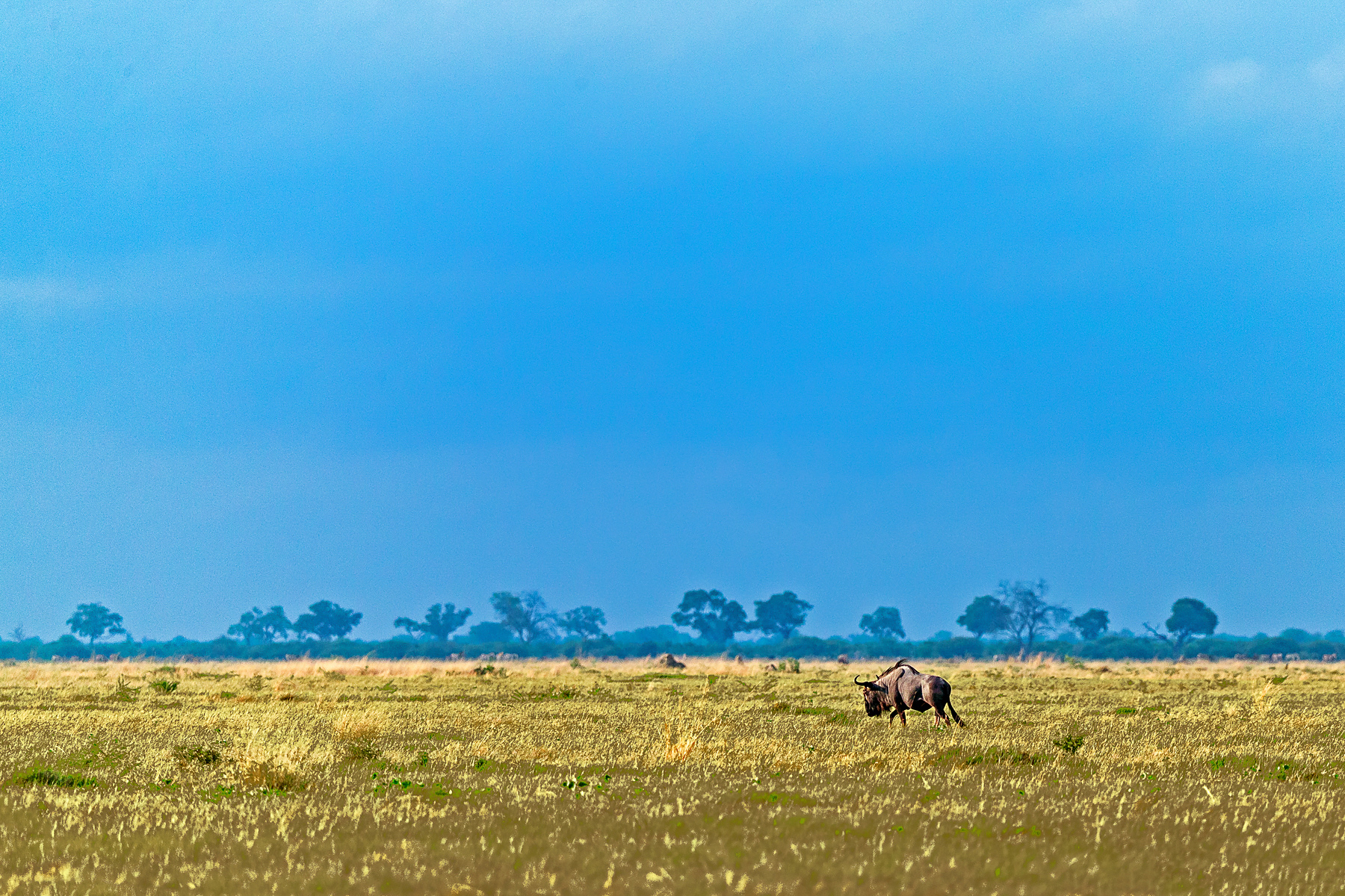 Botswana Wildlife Spectacular Photography Tour Report 2019 - Wild ...