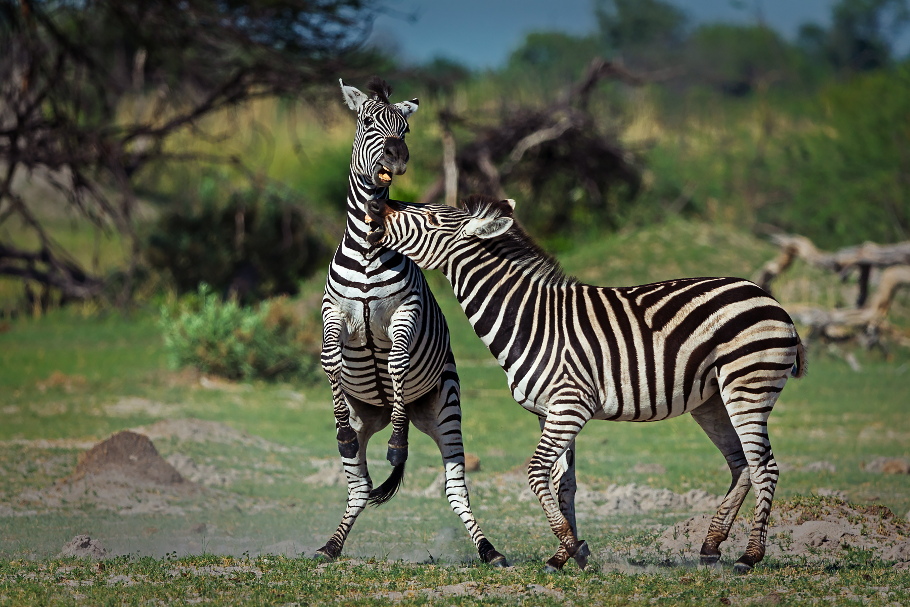 safari photo botswana