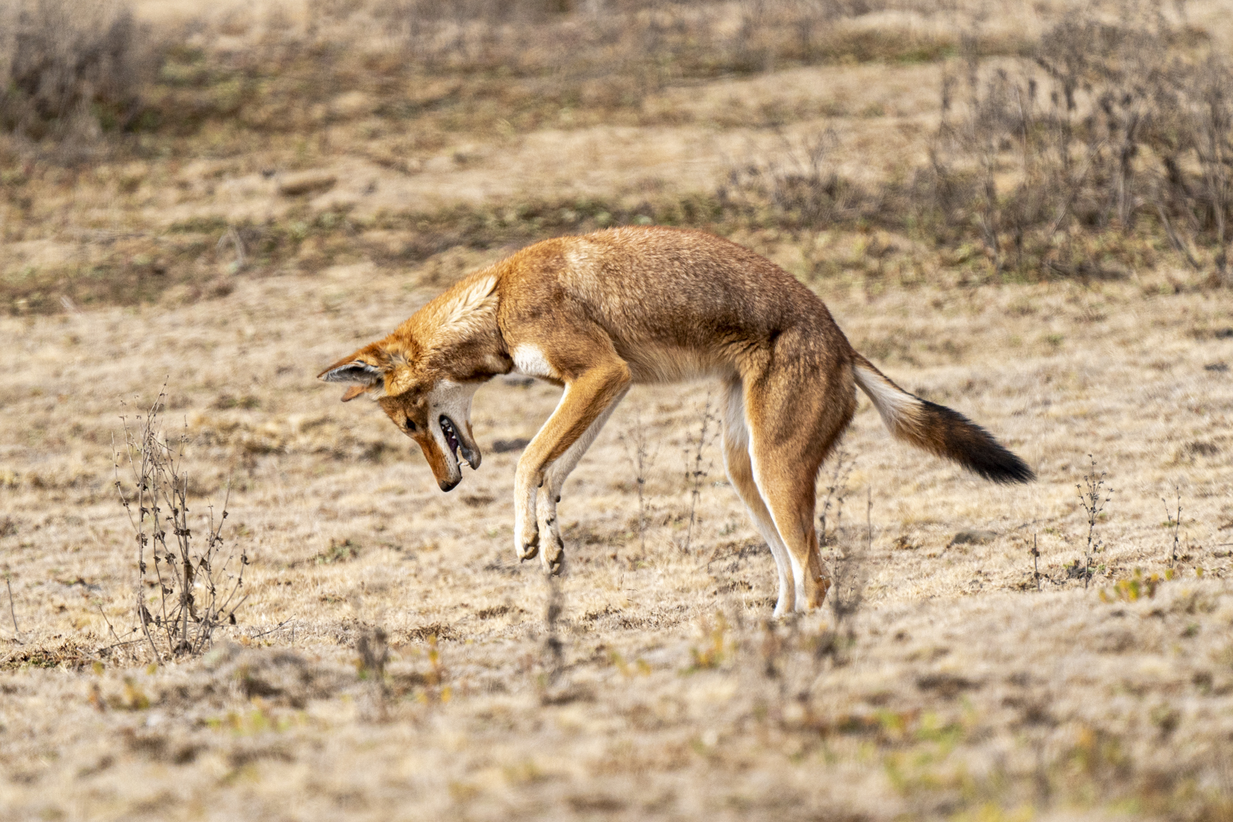 An Ethiopian Wolf pounces on its prey during our Ethiopia wildlife photography tour (image by Mark Beaman)