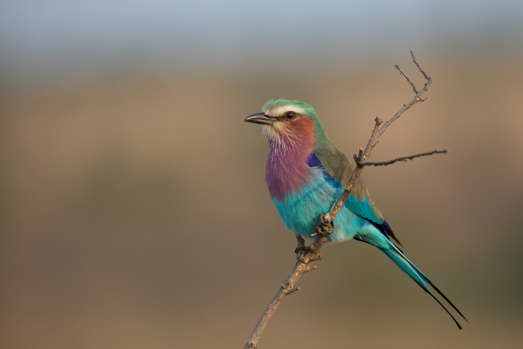 Wild Images Photography Tours | Kenya Wildlife Photography Tours - Mara ...