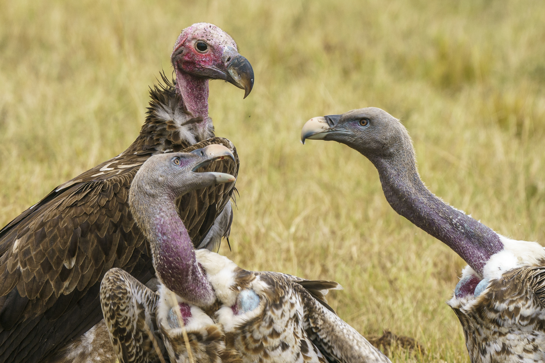 Wild Images Photography Tours | Kenya Wildlife Photography Tours - Mara ...