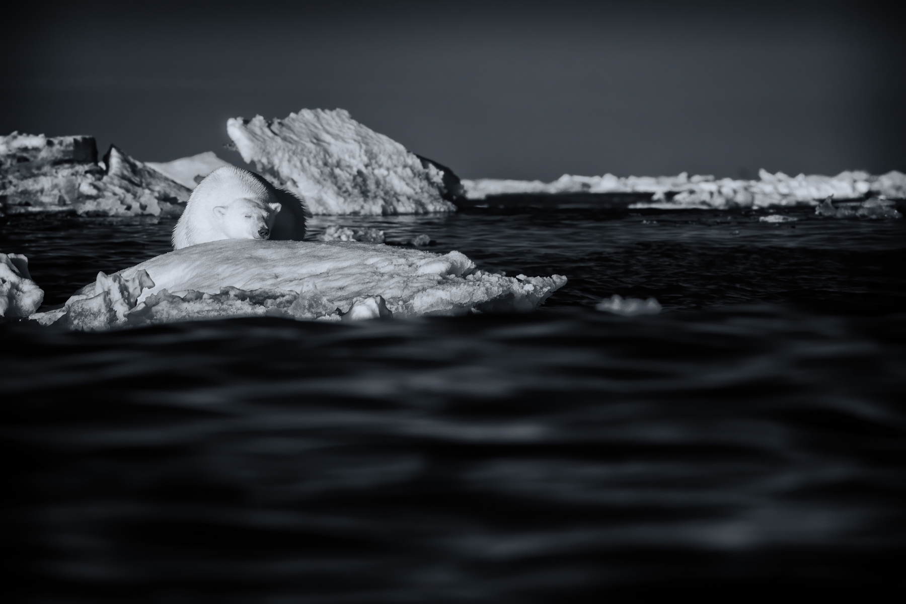 Arctic Treasure - A Tour Report from Wild Images' Svalbard (Spitsbergen ...