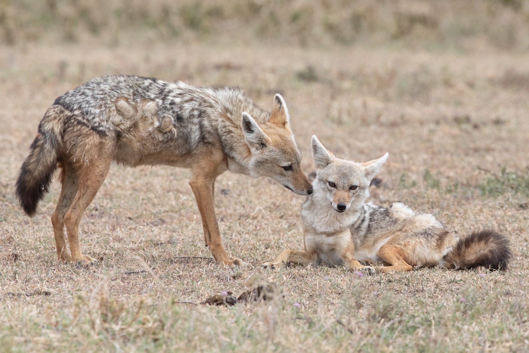 A pair of Black-backed Jackals showing affection in Ngorongoro