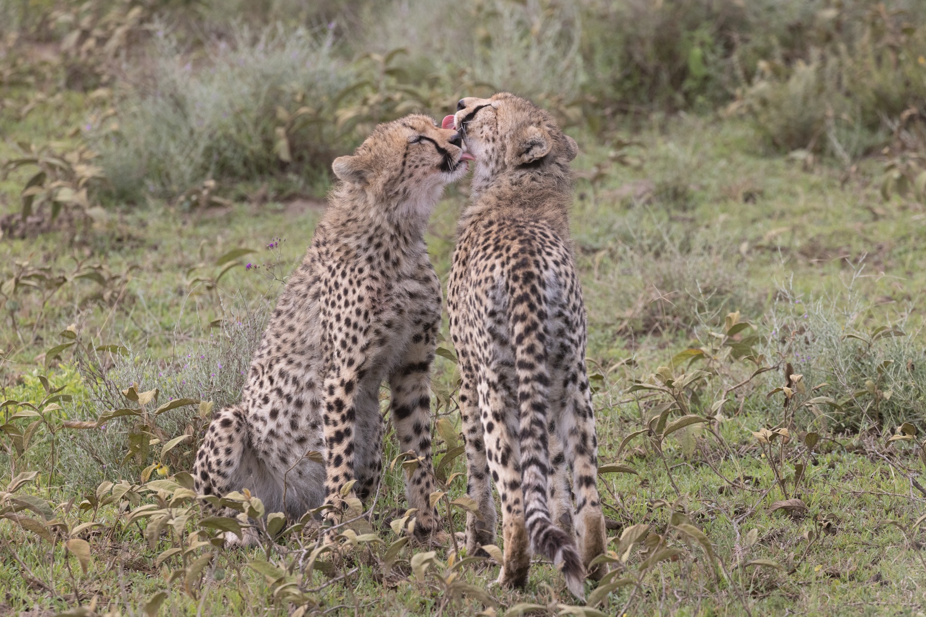 Cheetah love in the Serengeti