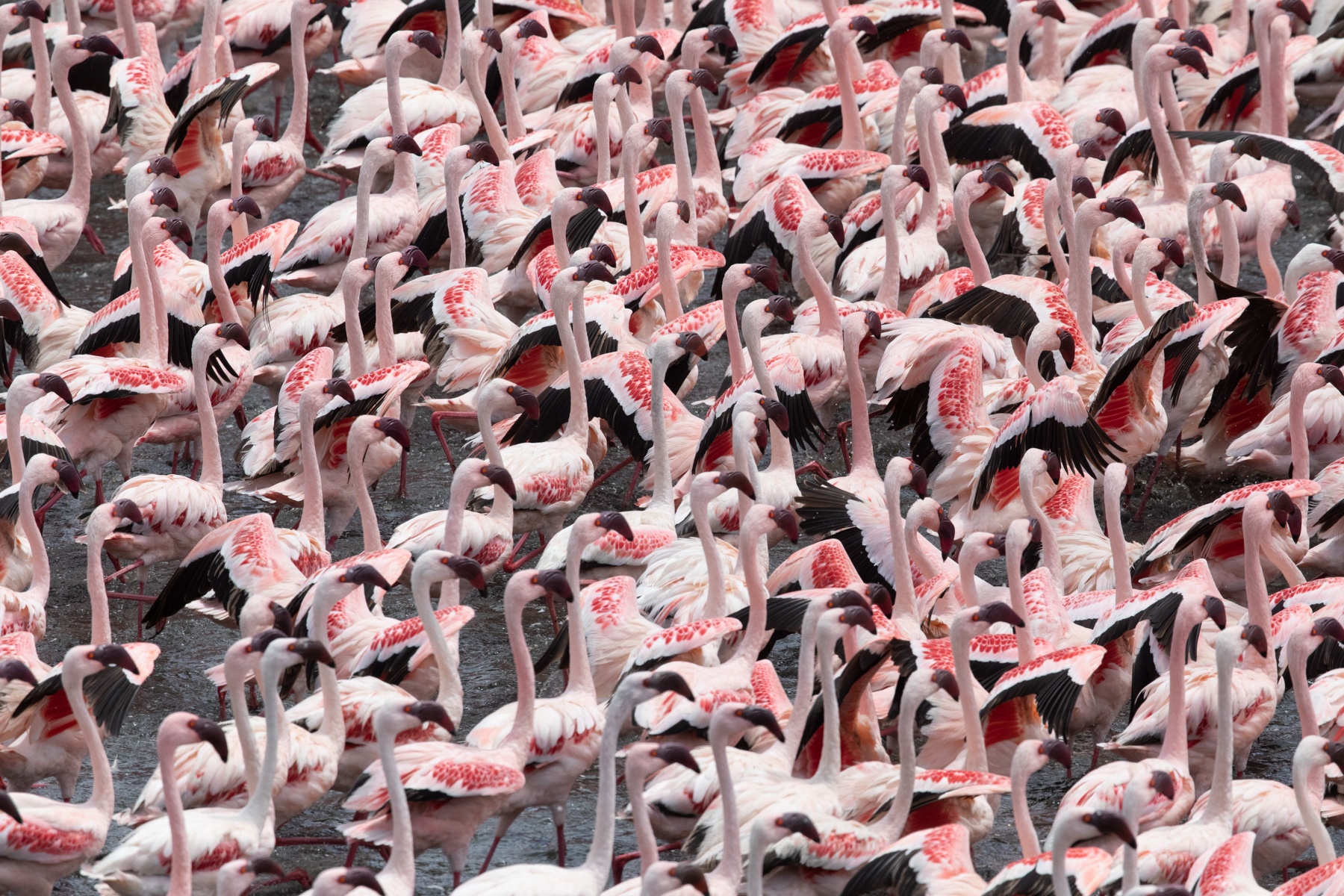 The huge flamingo flocks in Momella Lakes, Arusha National Park