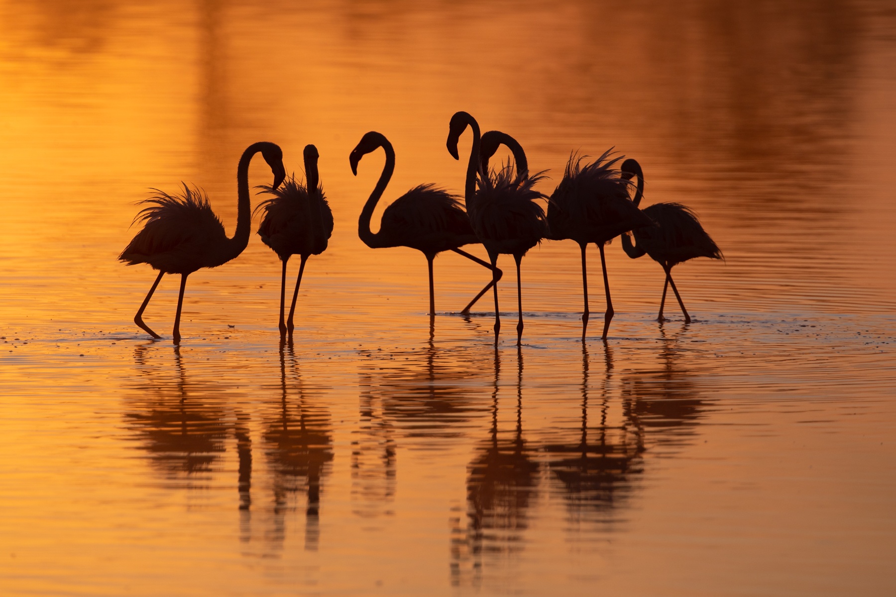 Stunning silhouetted flamingos at sunrise on Lake Ndutu