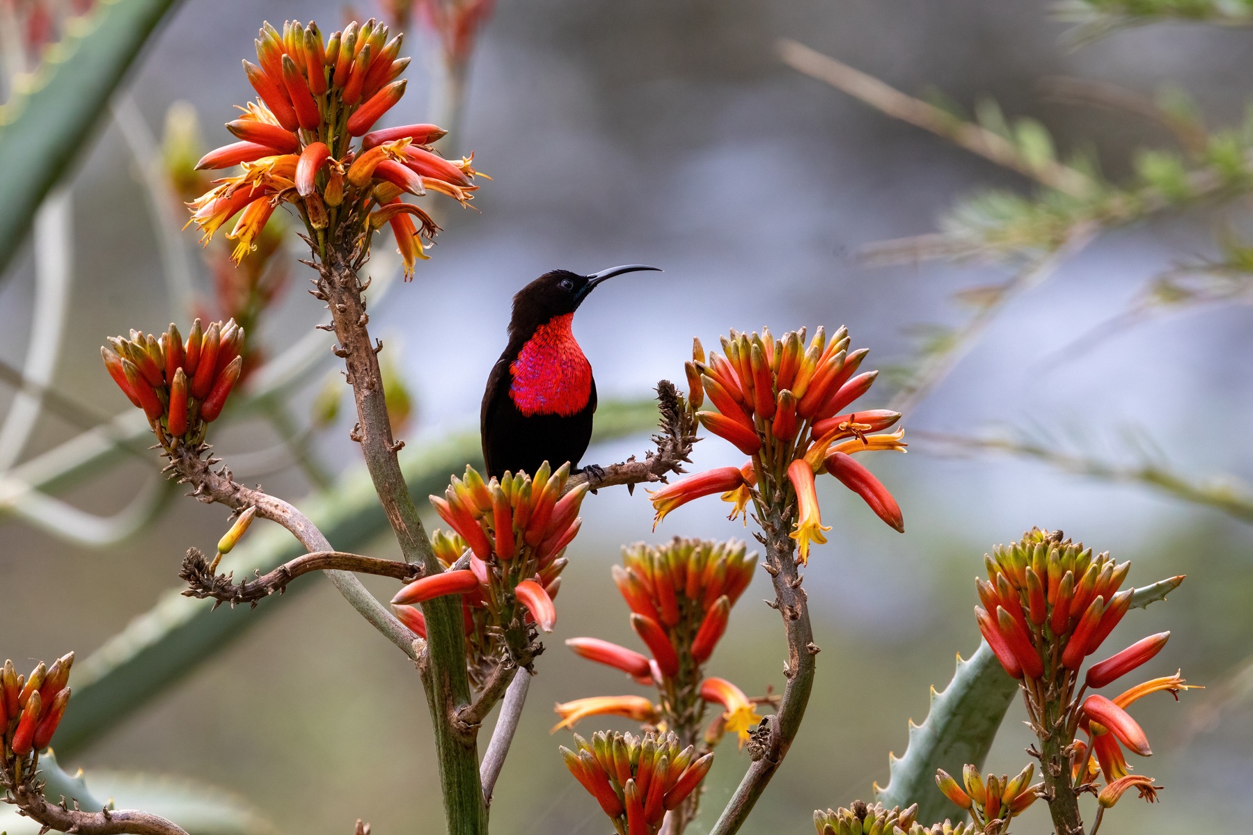 The stunning aspect of travelling in Tanzania during the time of year our tour runs is seeing so many birds in breeding plumage including gorgeous Scarlet-chested Sunbirds