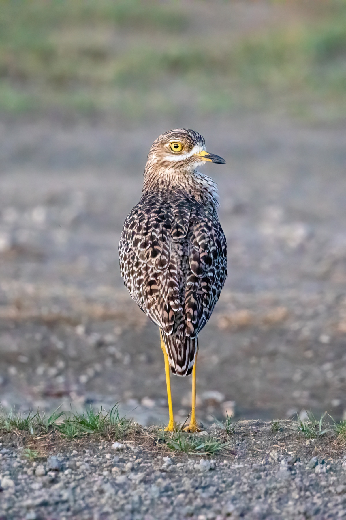 Shy Spotted Thick-knees are easier to find than you think if you look carefully around the granite kopjes of the Serengeti