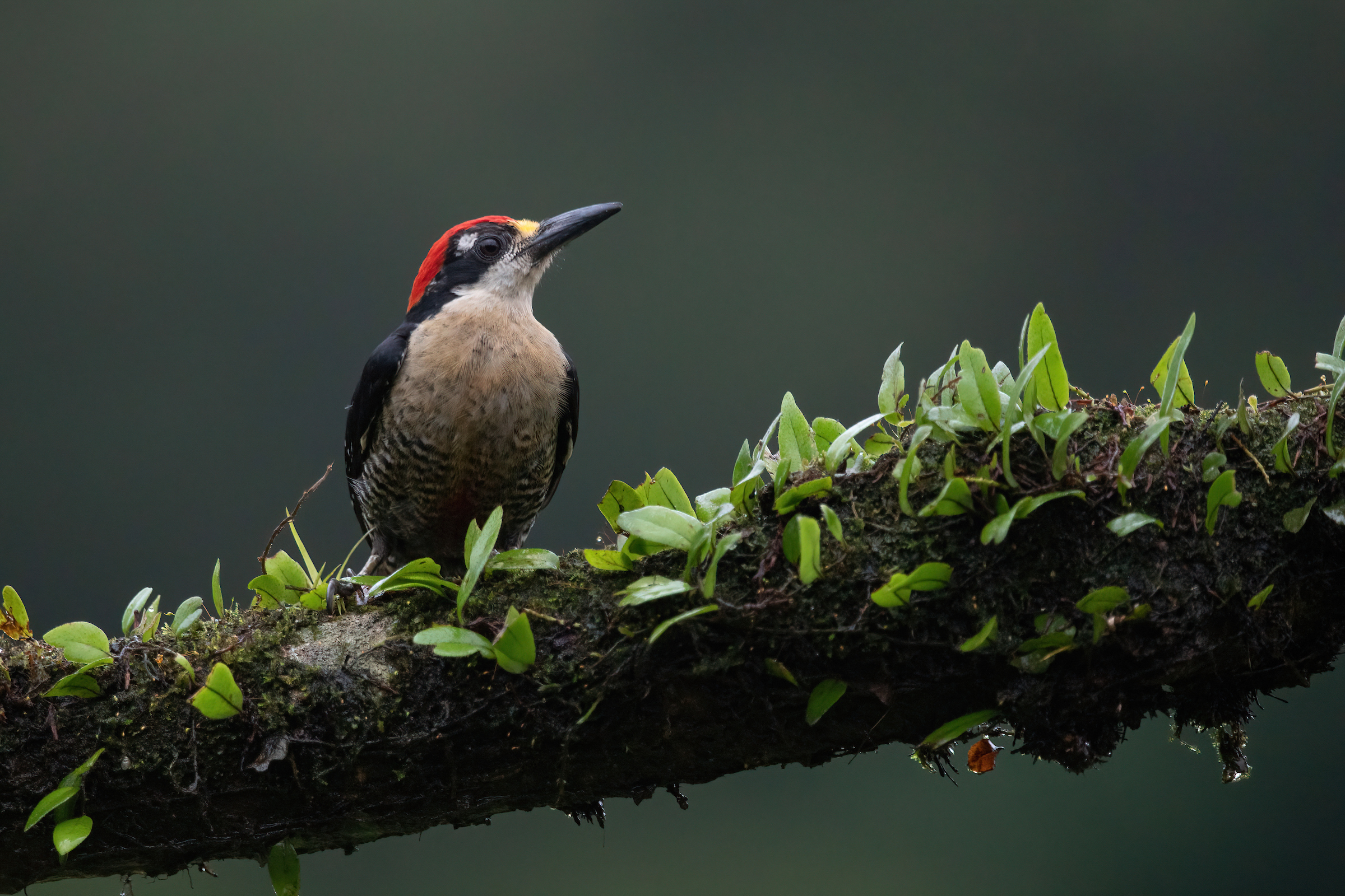 Portrait of an Black-cheeked Woodpecker on our Costa Rica wildlife photography tour