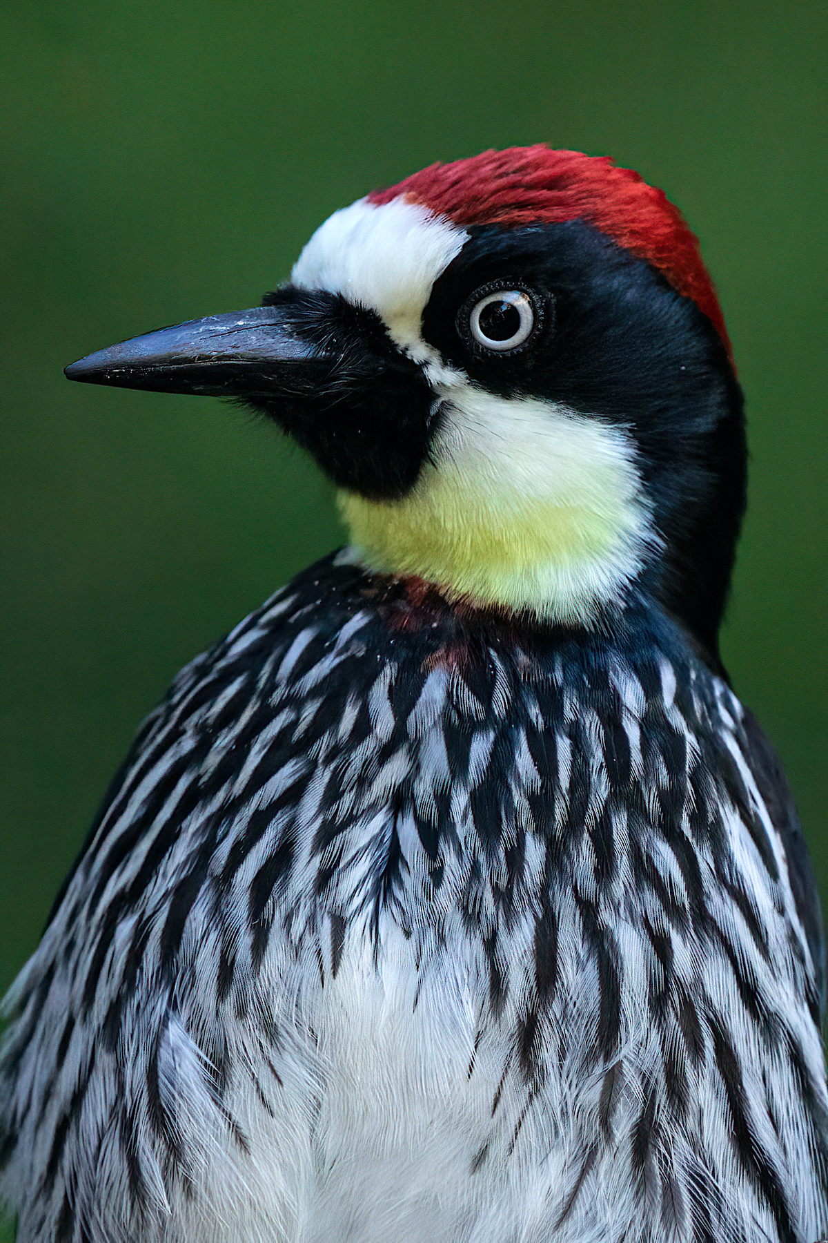 Portrait of an Acorn Woodpecker