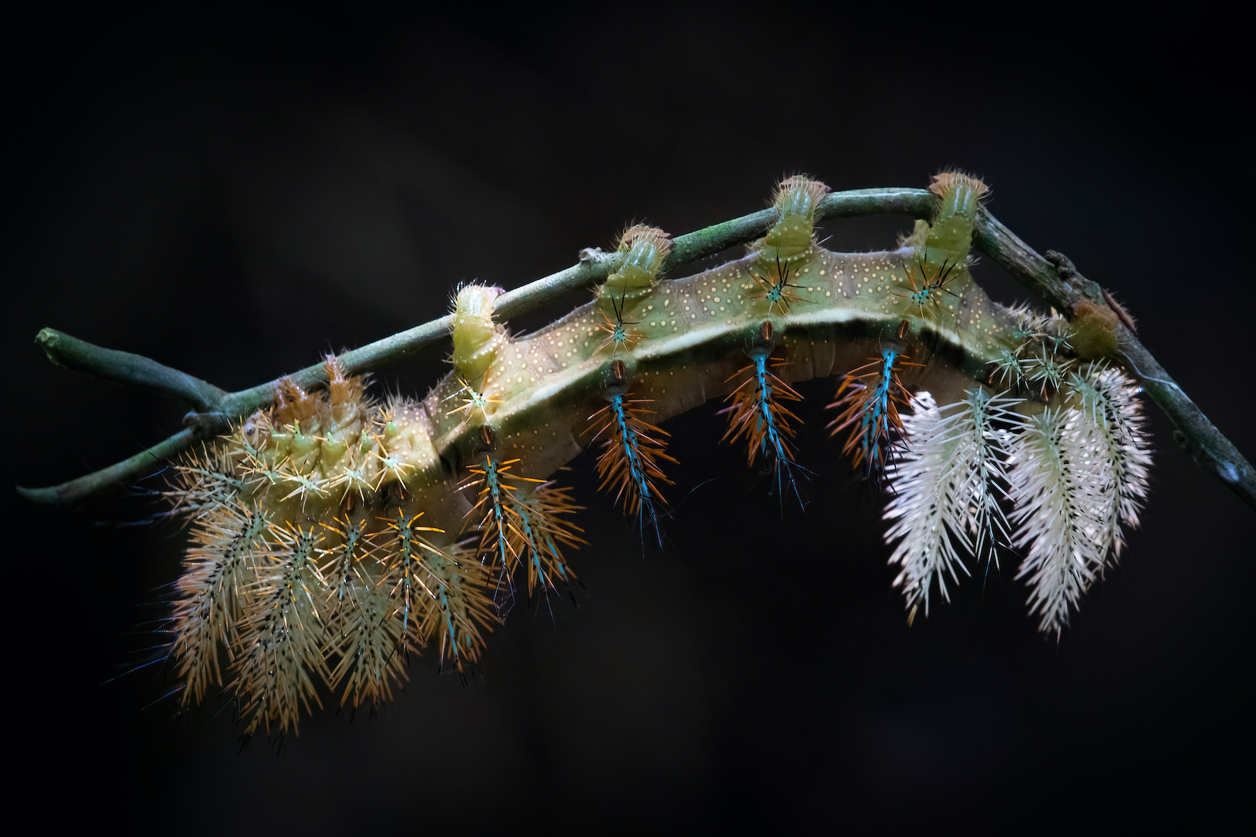 Side view of an Eyed Silk Moth Caterpillar on our Costa Rica wildlife photography tour
