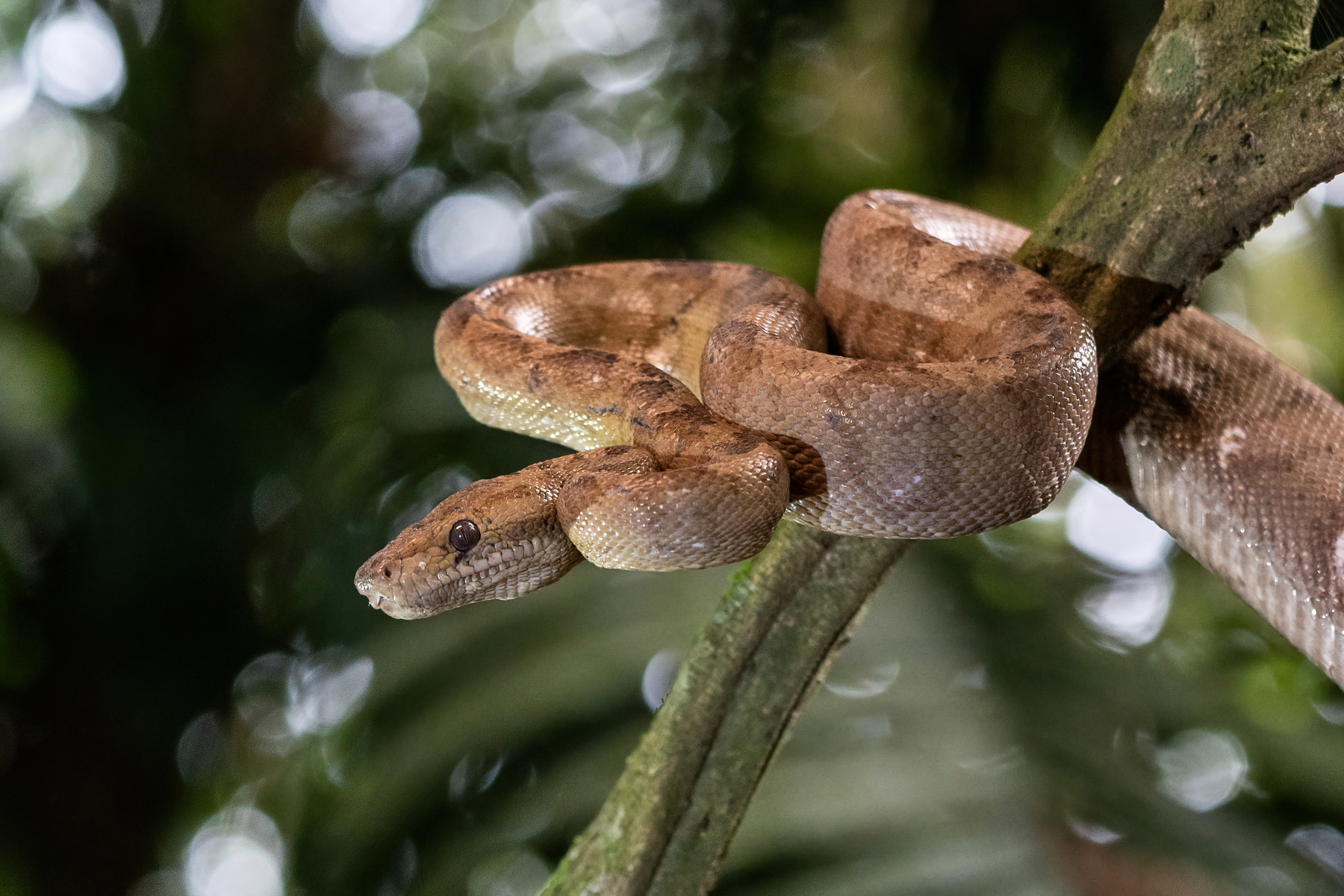 Wild Images Photography Tours | Wildlife photography tours in Costa Rica