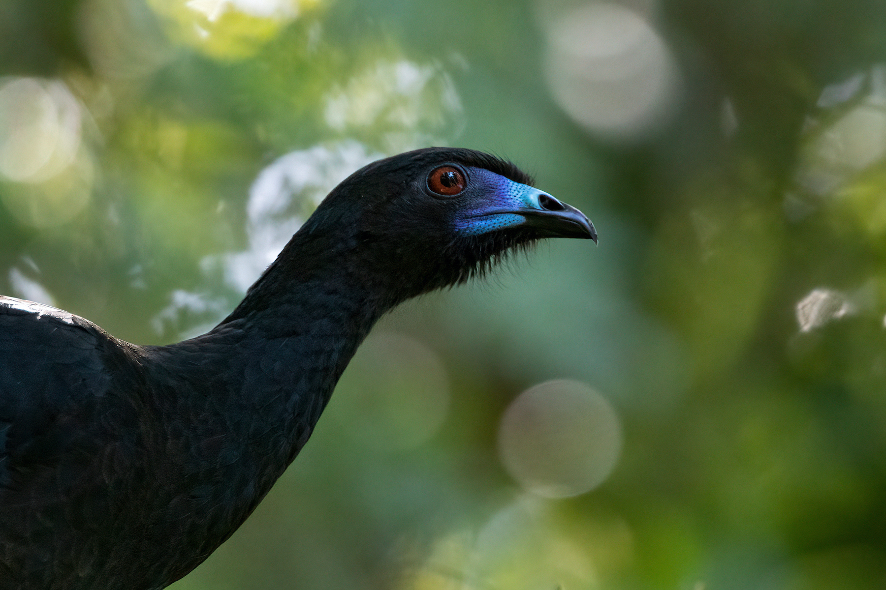 Shy Black Guans in the rainforests of Costa Rica