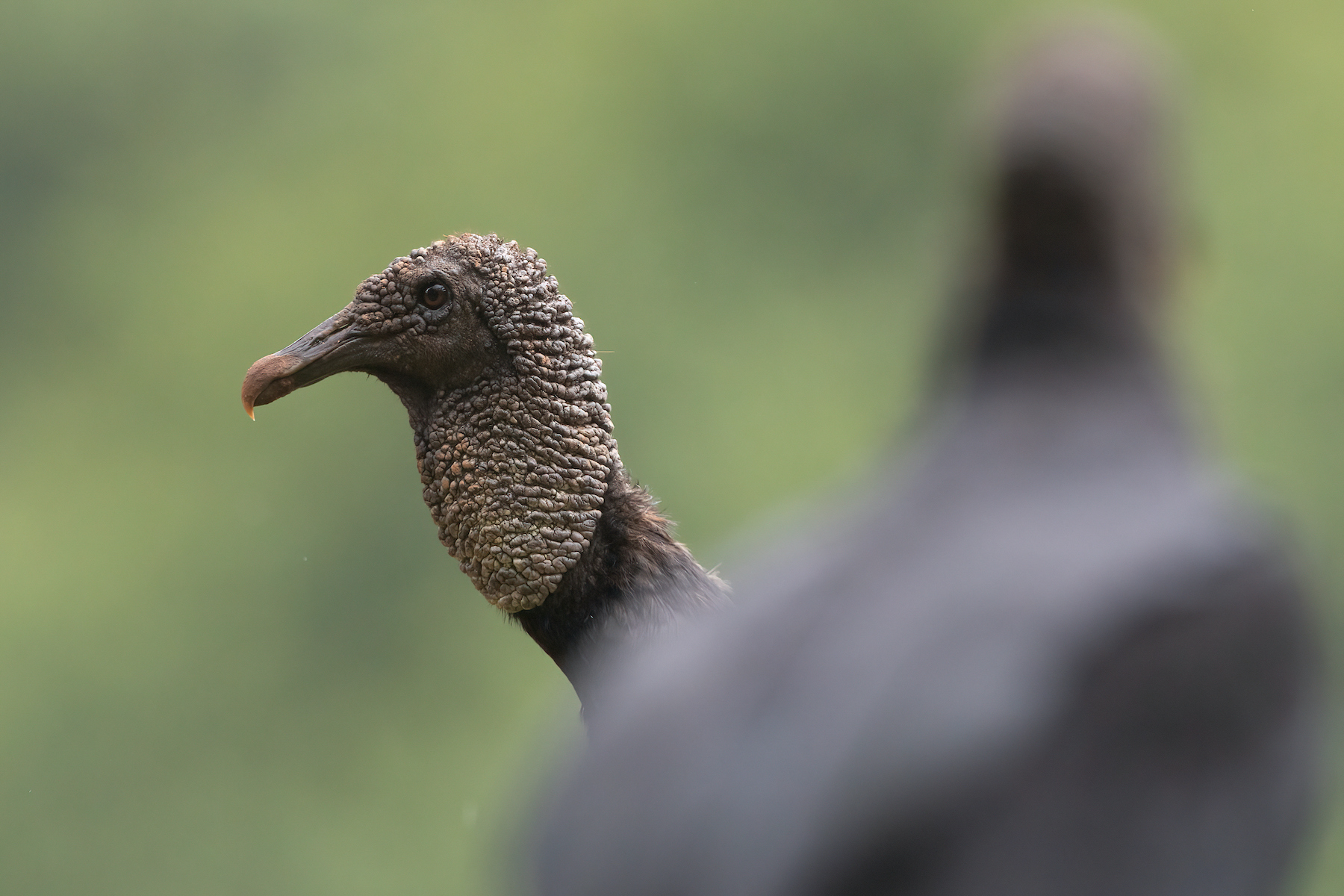 Portrait of a Black Vulture in a kettle of his species on our Costa Rica wildlife photography tour